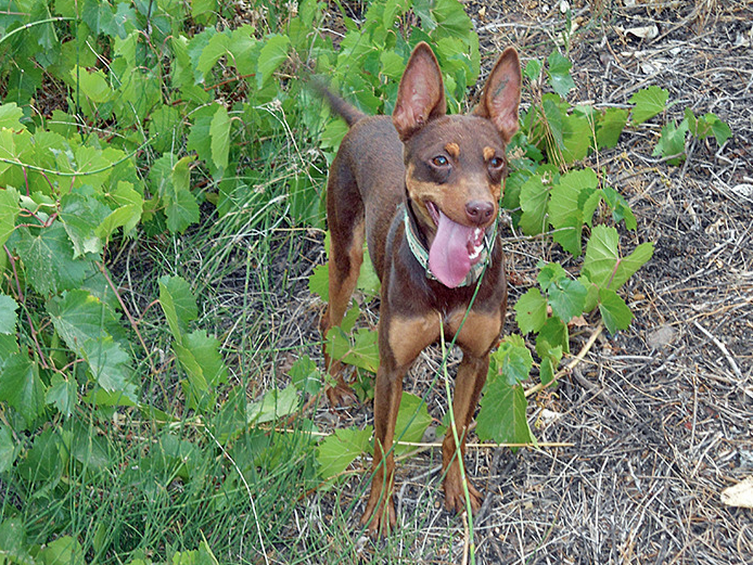 photo of podenco orito espanol, adopt a dog from spain, Spanish dog rescue UK, Spanish rescue dogs