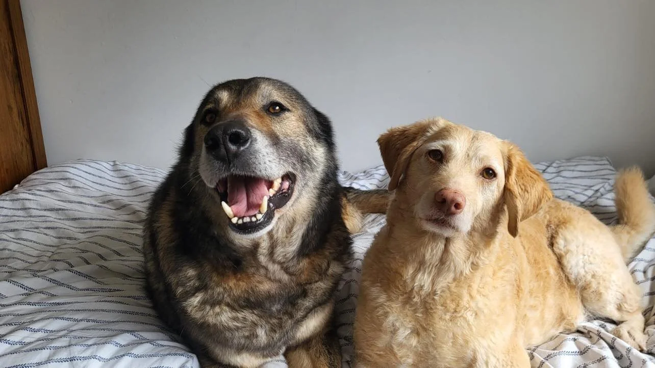 Buddy adopt a dog from Spain Spanish dog rescue Rescue dogsin Spain Dog adoption Spain rescue a dog from Spain6.jpg
