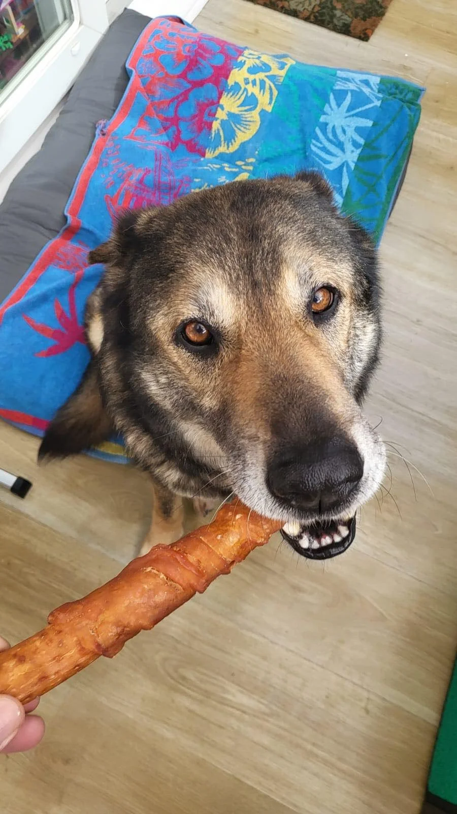 Buddy adopt a dog from Spain Spanish dog rescue Rescue dogsin Spain Dog adoption Spain rescue a dog from Spain5.jpg