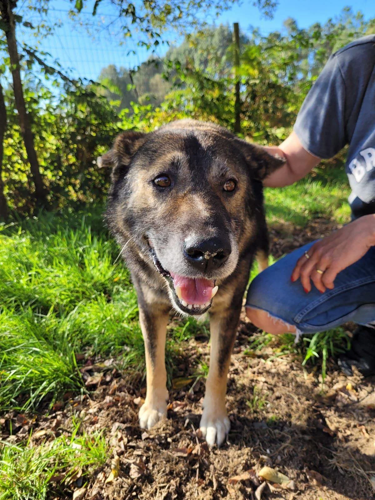 Buddy, senior Spanish rescue dog, Spain rescue dogs, adopt a dog from Spain, Spanish dog rescue