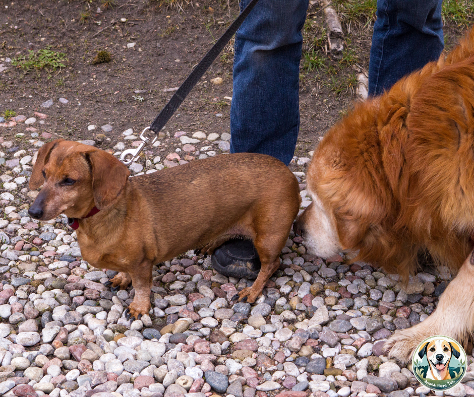 How do I introduce my new rescue dog to my existing dog?