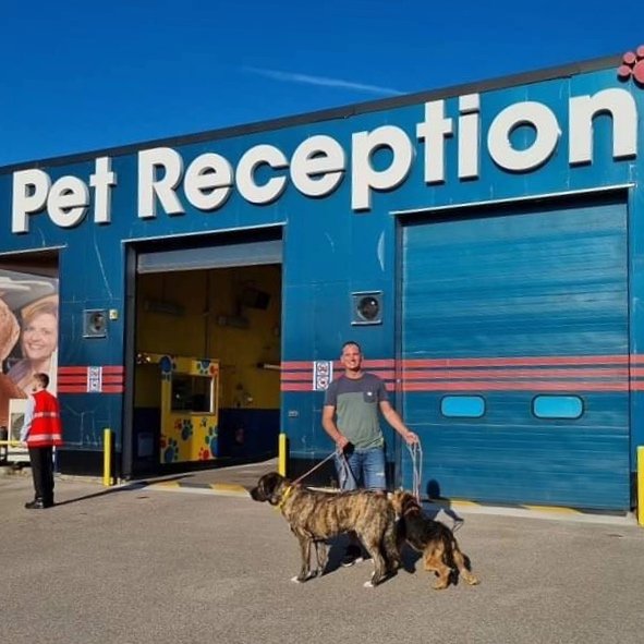 Photo of Alex at Pet Reception, Spain rescue dogs, adopt a dog from Spain, Spanish dog rescue