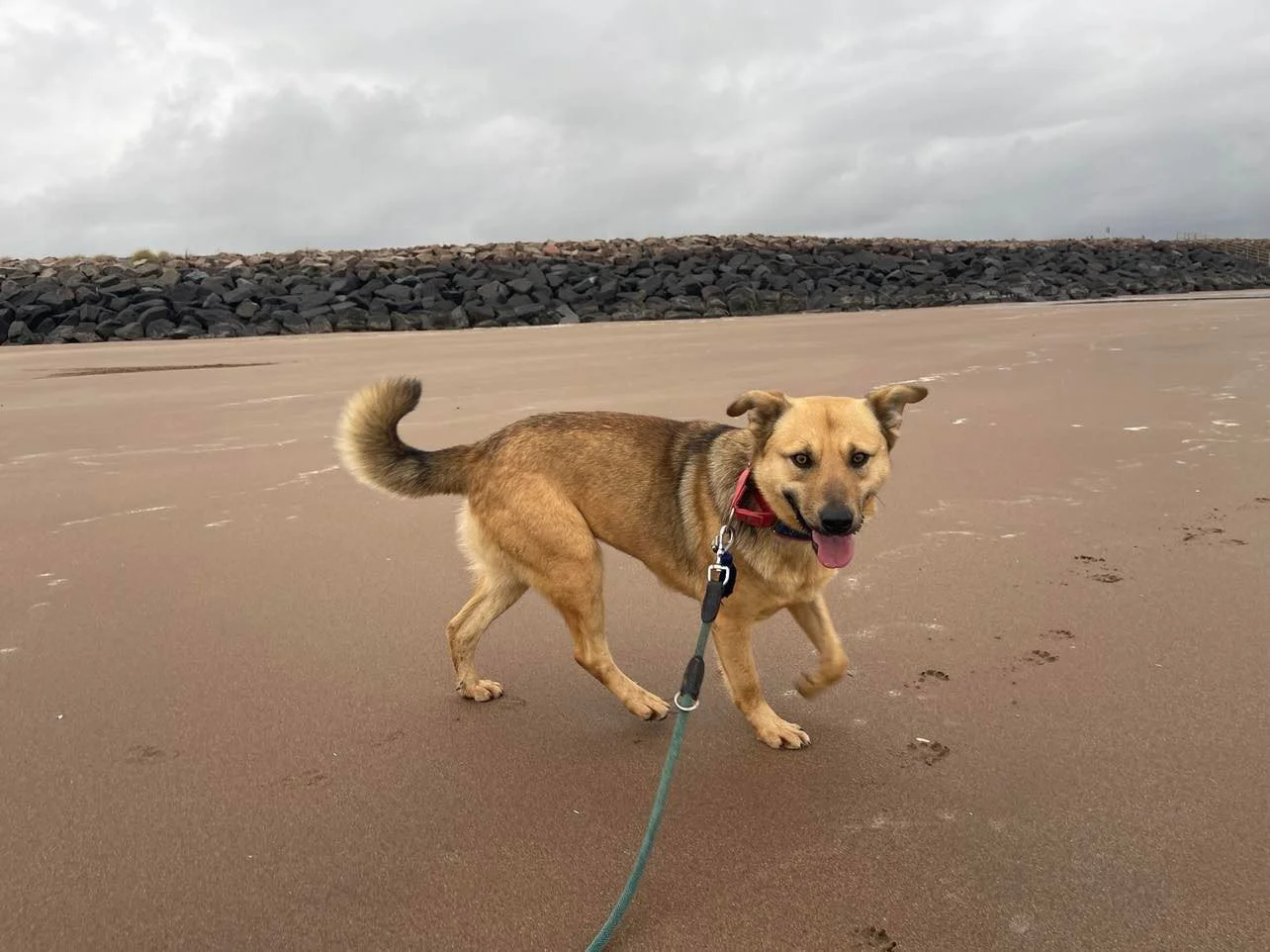 Pimba at the beach spanish rescue dog adopt a dog from Spain to the UK.jpg