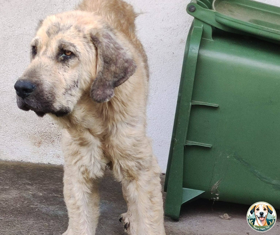 Orlando’s Journey, from Spanish stray to UK cuddle bug