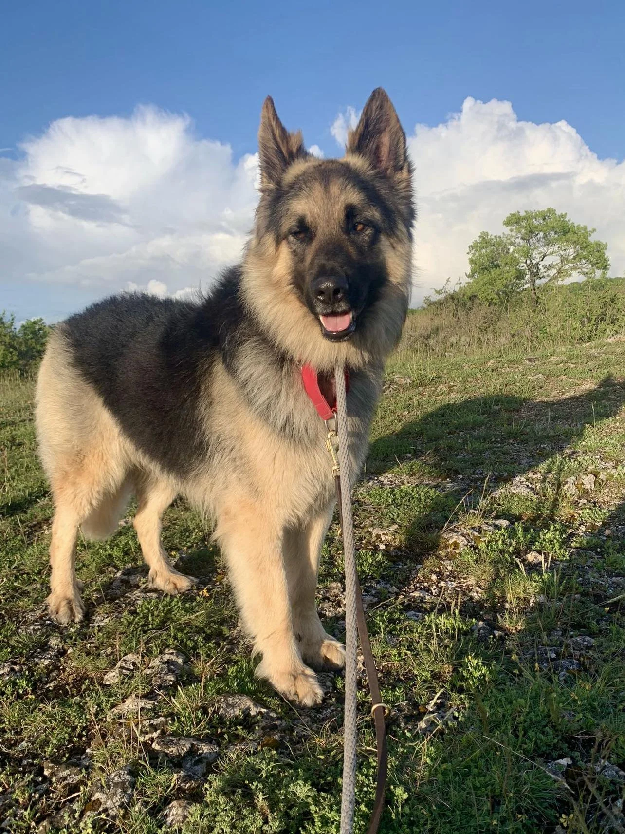 Lennox adopt a dog from Spain Spanish dog rescue Spanish rescue dogs Spanish Happy Tails Rescue UK Galicia protectora German Shepherd GSD Adoption success stories anxious nervous rescue dog11.jpg