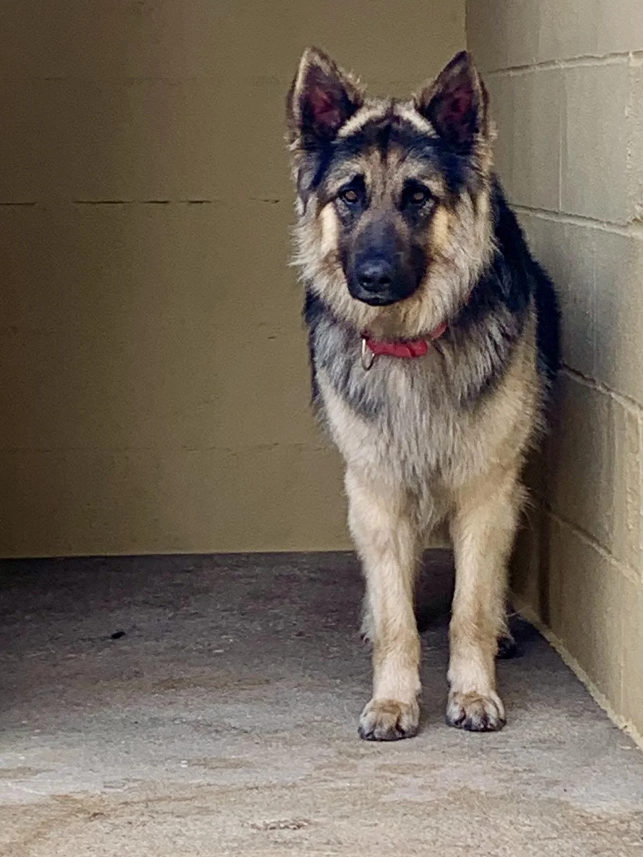 Lennox’s story, from thin and alone, to loved and thriving