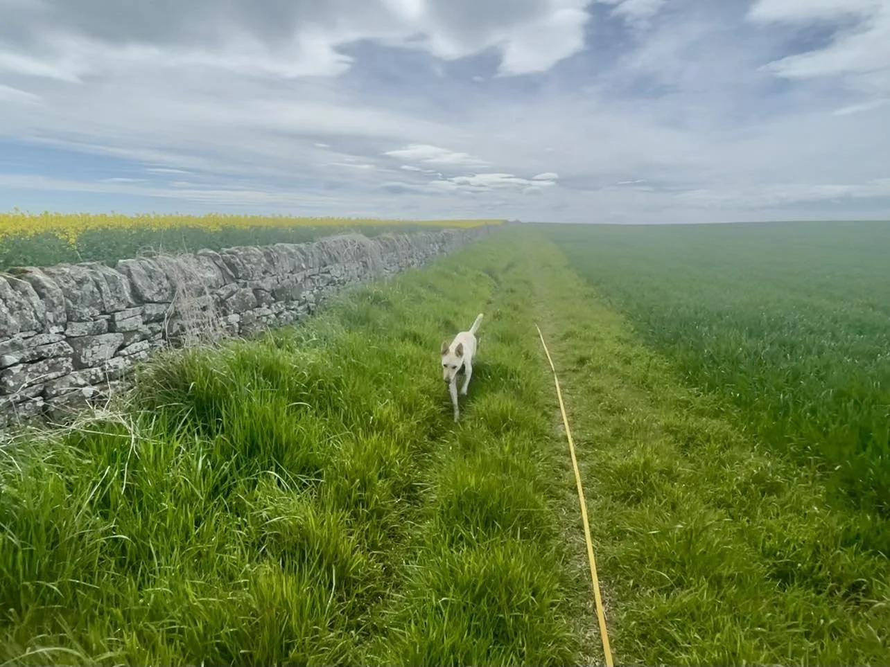 What are long lines for dogs?