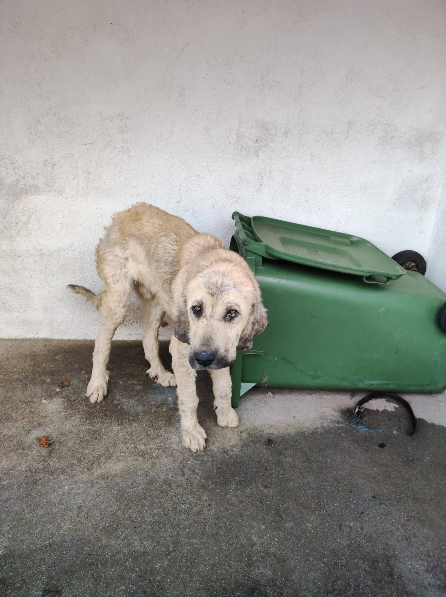 Spanish Mastin Spanish stray dog, rescue dog in Spain now living in the UK, adopt a dog from Spain