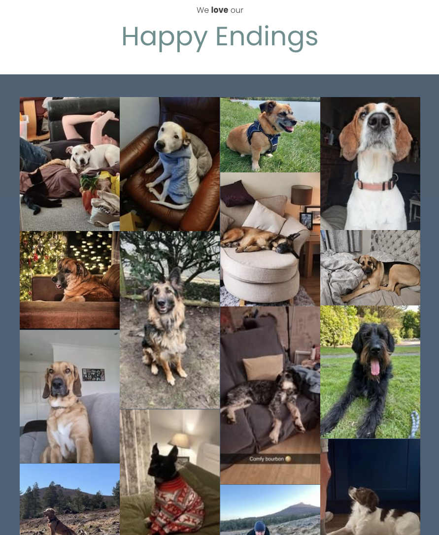 A collection of photos of dogs adopted through Spanish Happy Tails Rescue UK, Spain rescue dogs, Spanish dog rescue, Spanish rescue dogs, adopt a dog from Spain
