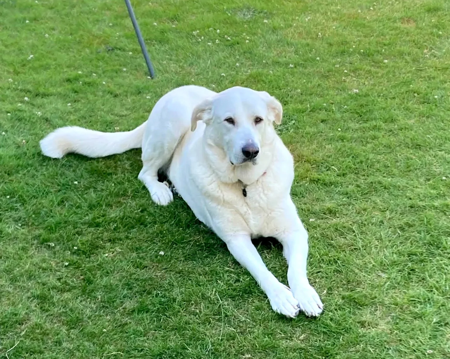 Adopt+a+Spanish+Mastin-Bonny-East+Kilbride-Glasgow-Scotland-Mastin+Espanol+available+for+adoption-UK-2.jpg