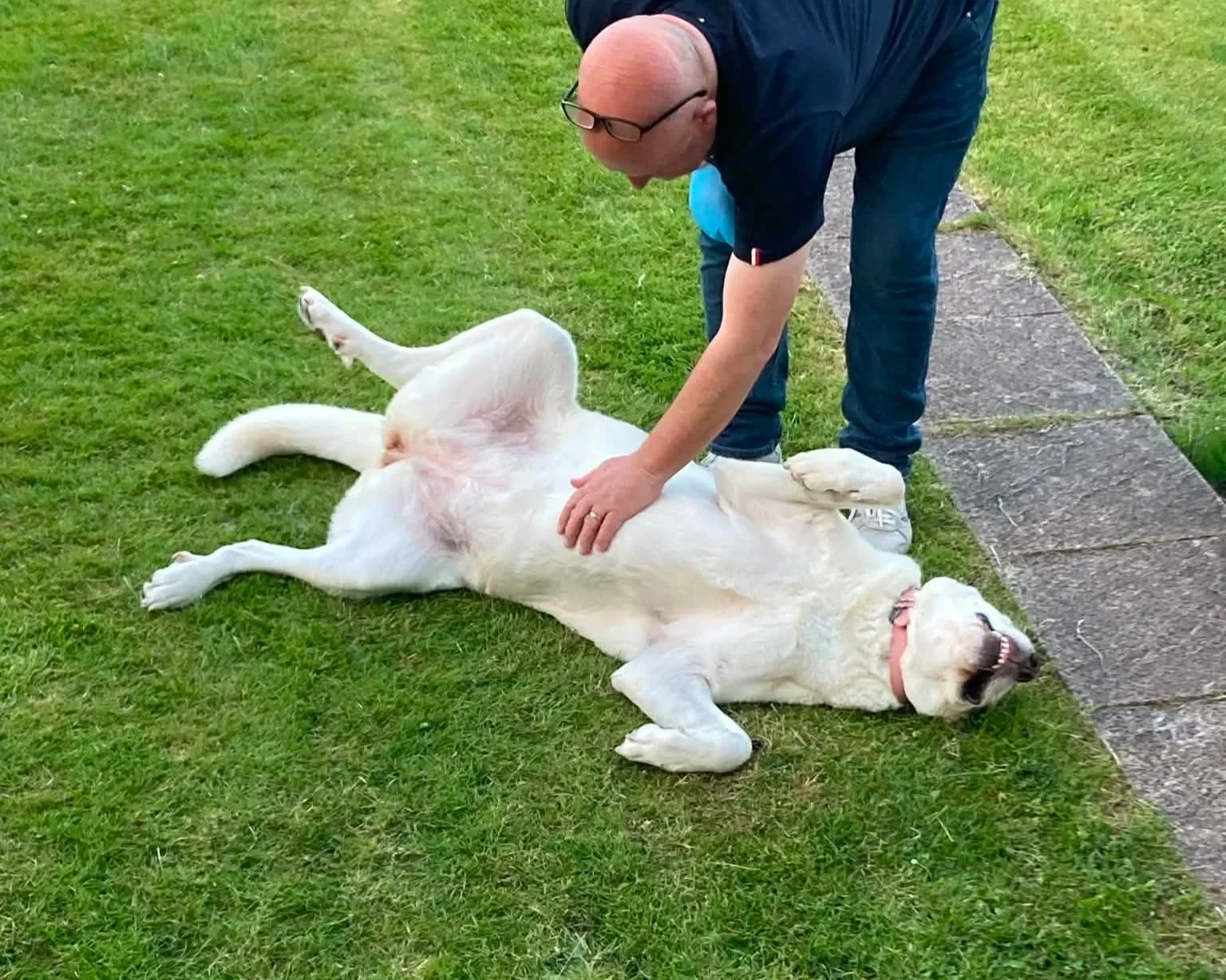 Adopt+a+Spanish+Mastin-Bonny-East+Kilbride-Glasgow-Scotland-Mastin+Espanol+available+for+adoption-UK-3.jpg