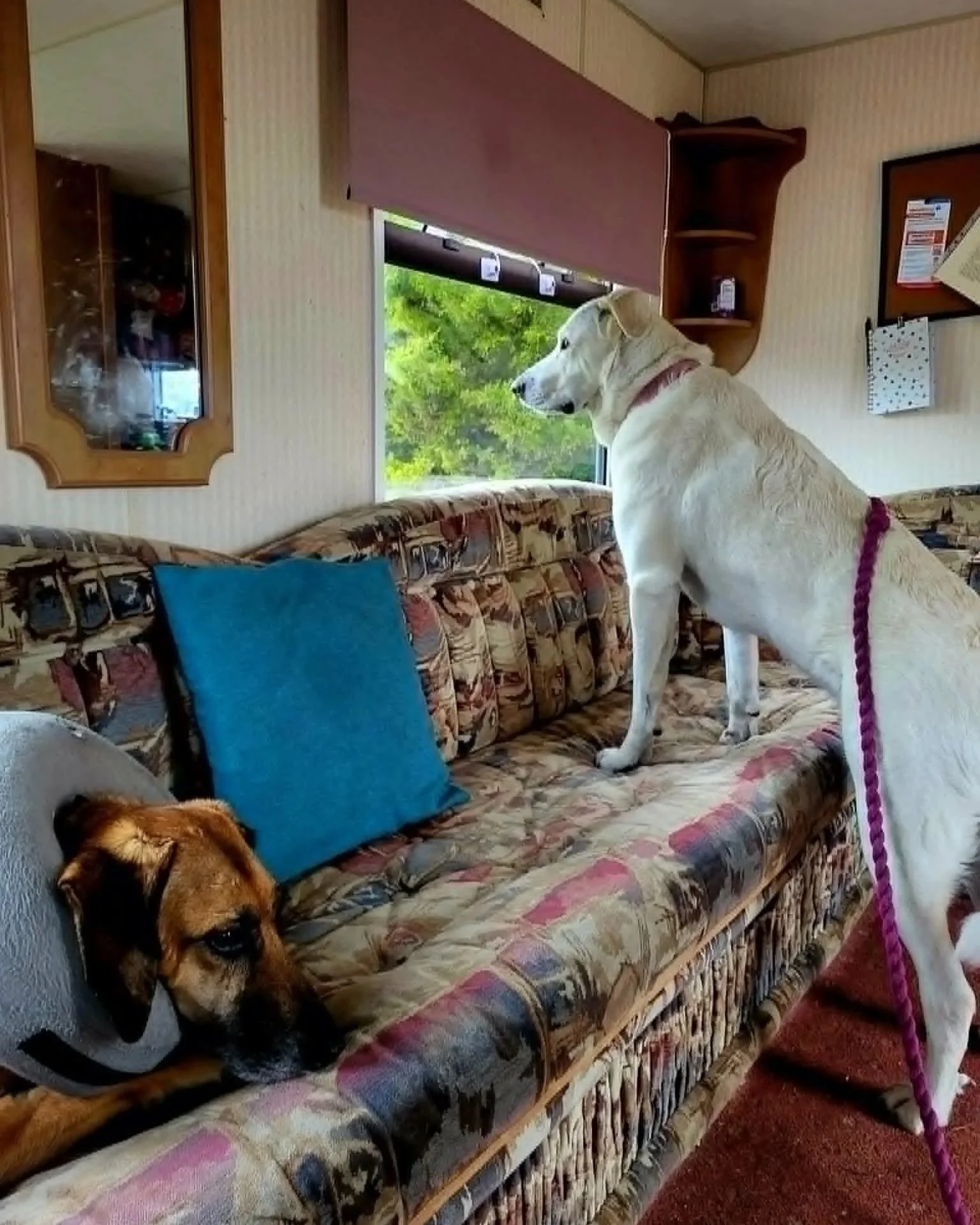Adopt+a+Spanish+Mastin-Bonny-East+Kilbride-Glasgow-Scotland-Mastin+Espanol+available+for+adoption-UK-7.jpg