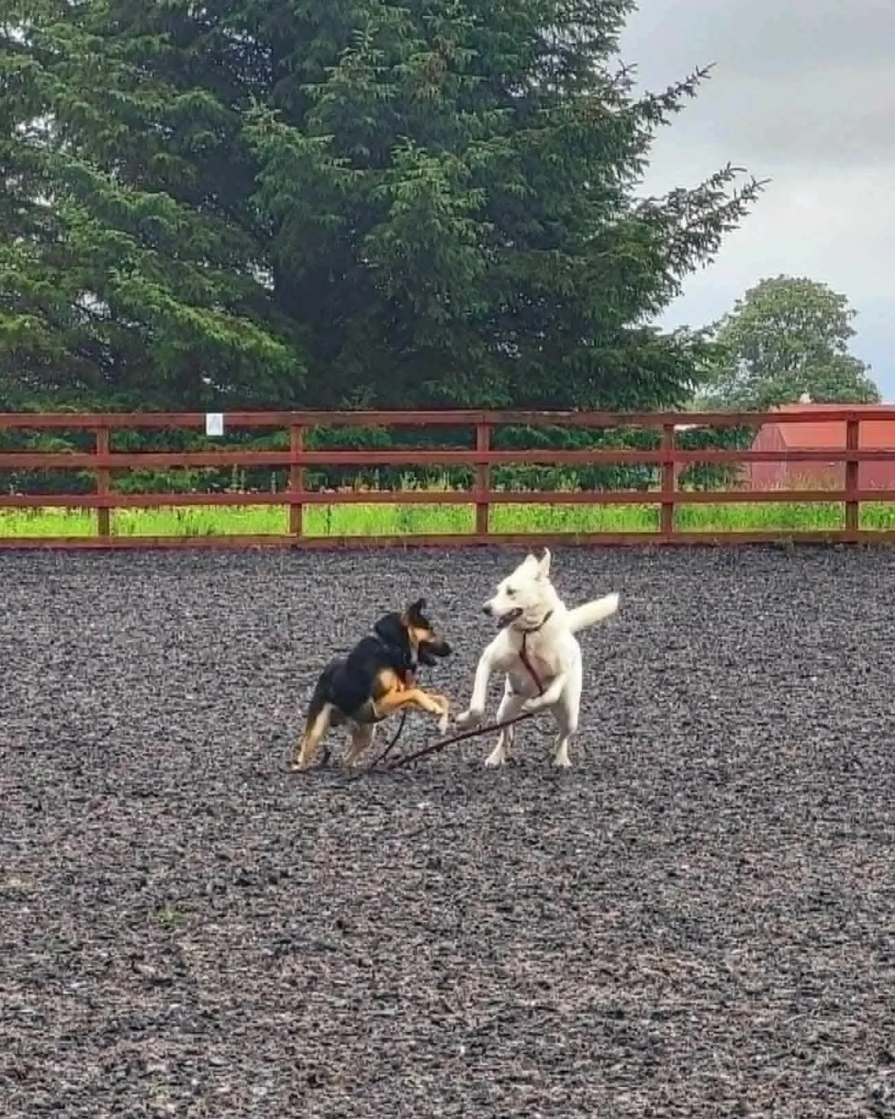 Adopt+a+Spanish+Mastin-Bonny-East+Kilbride-Glasgow-Scotland-Mastin+Espanol+available+for+adoption-UK-6.jpg