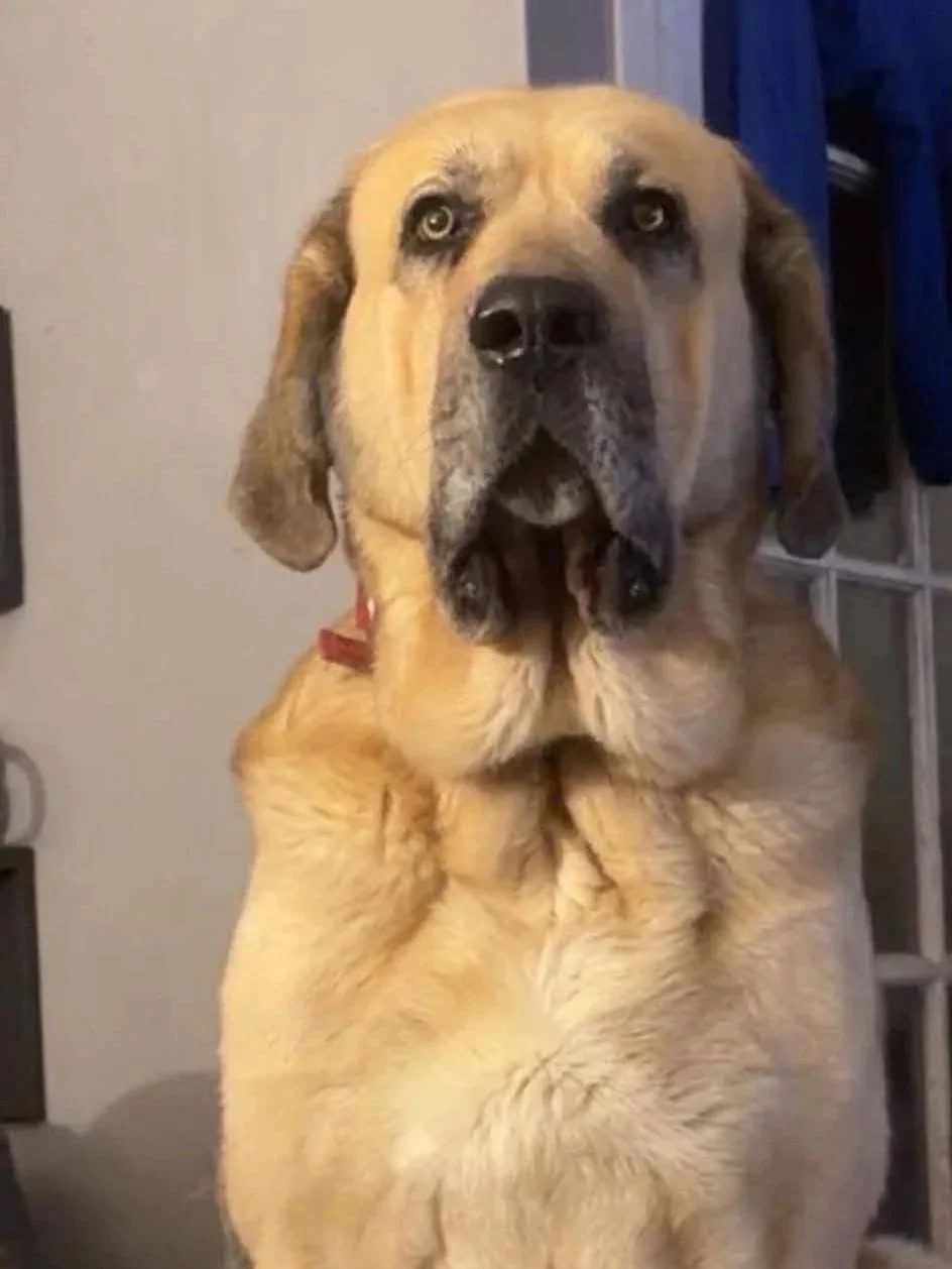 Orlando-Adopt a male Spanish Mastin, Scotland, UK
