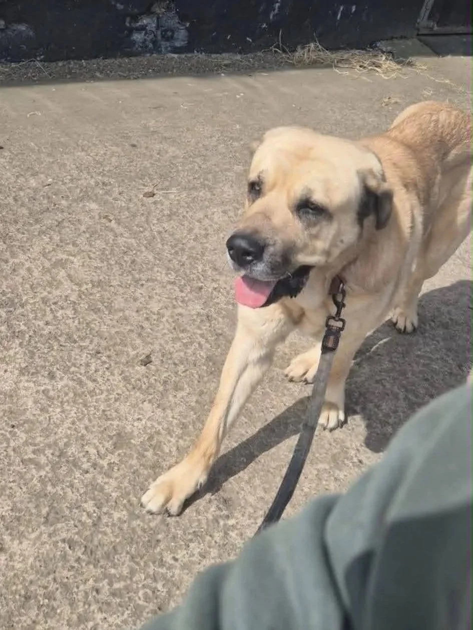 Orlando-Adopt a male Spanish Mastin, Scotland, UK