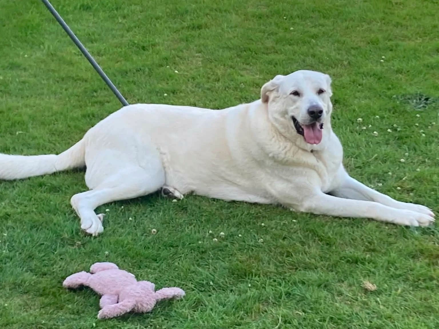 Adopt+a+Spanish+Mastin-Bonny-East+Kilbride-Glasgow-Scotland-Mastin+Espanol+available+for+adoption-UK.jpg