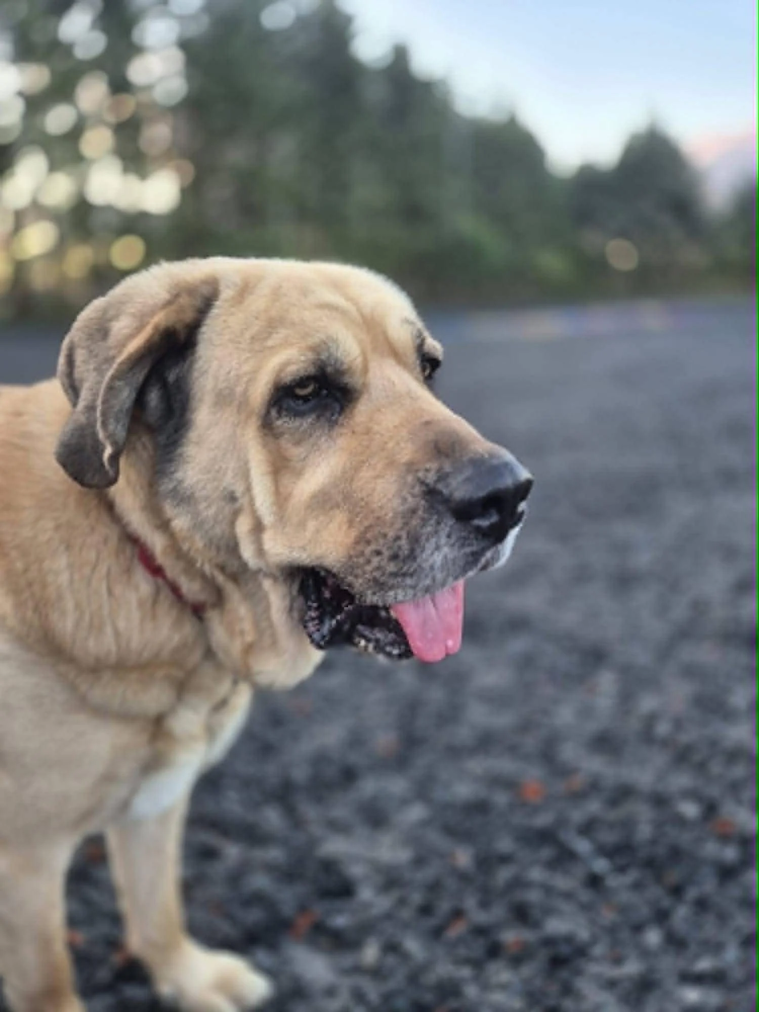 Orlando-Adopt a male Spanish Mastin, Scotland, UK
