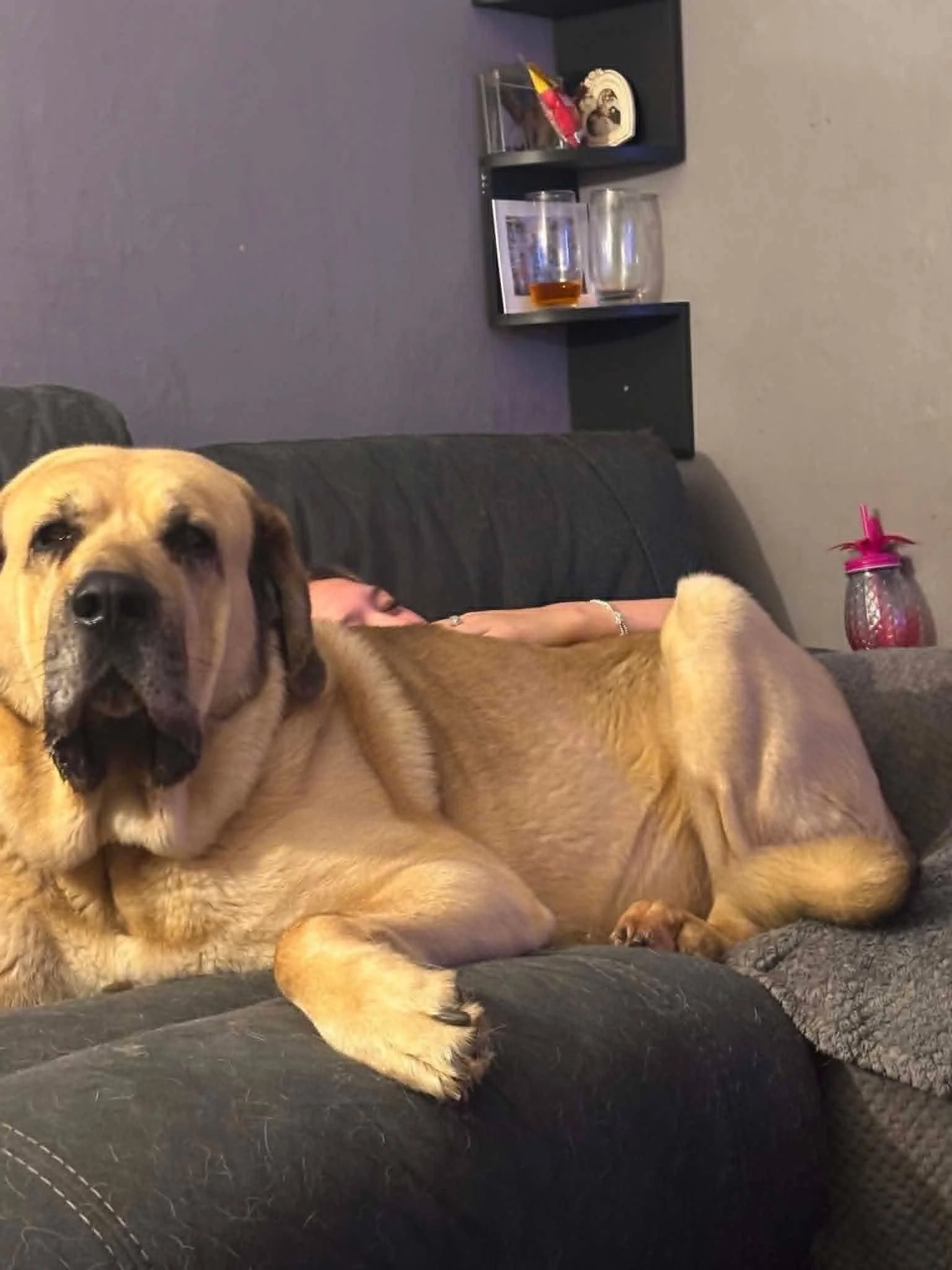 Orlando-Adopt a male Spanish Mastin, Scotland, UK
