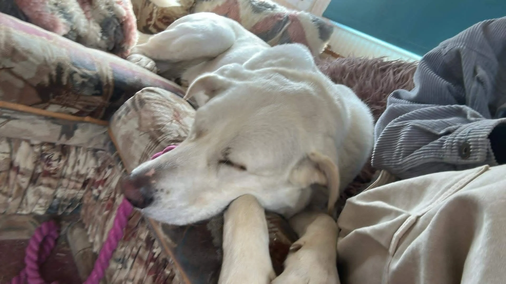 Adopt a Spanish Mastin-Bonny-East Kilbride-Glasgow-Scotland-Mastin Espanol available for adoption-UK-8.jpg