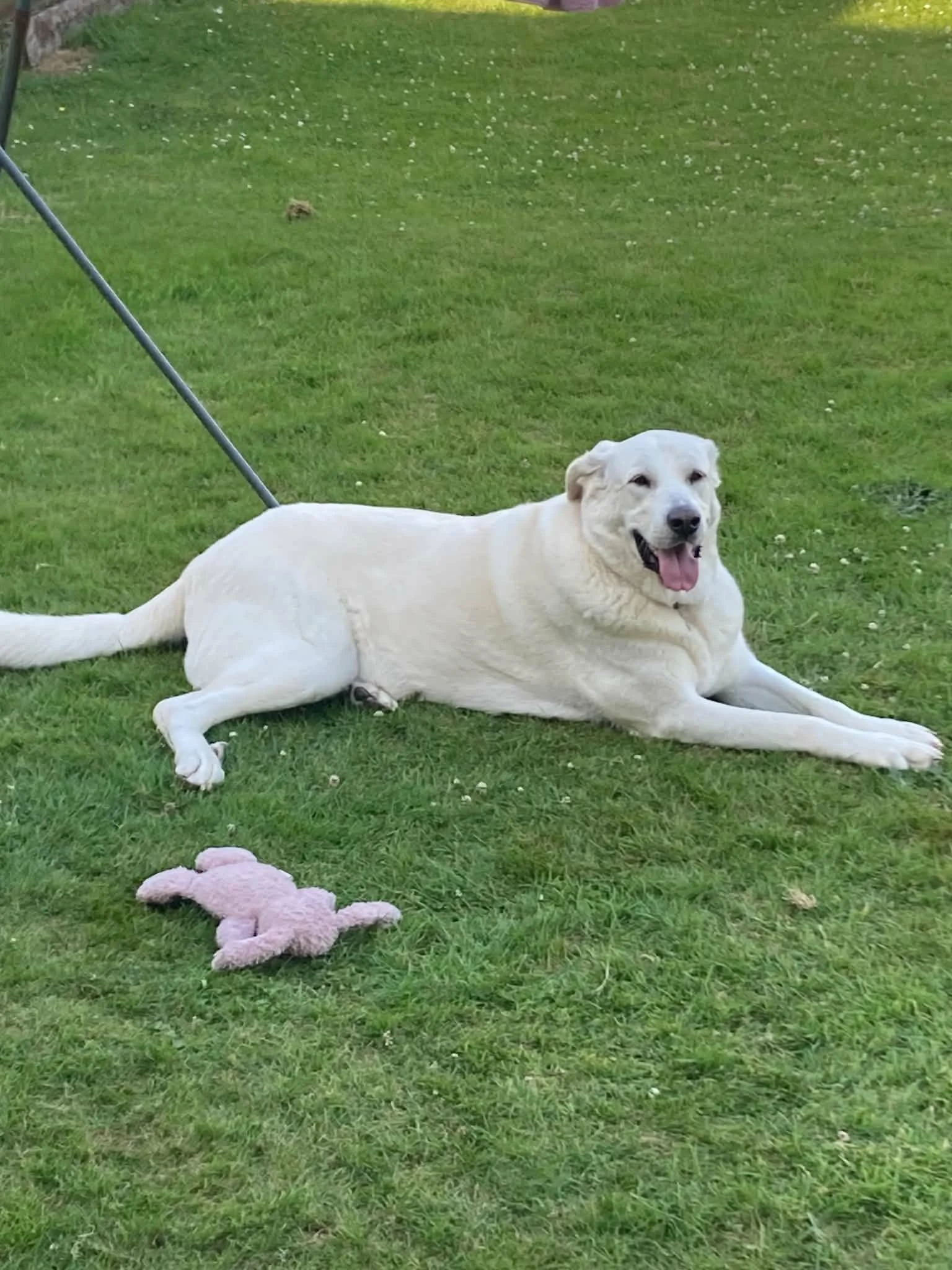 Adopt a Spanish Mastin-Bonny-East Kilbride-Glasgow-Scotland-Mastin Espanol available for adoption-UK.jpg