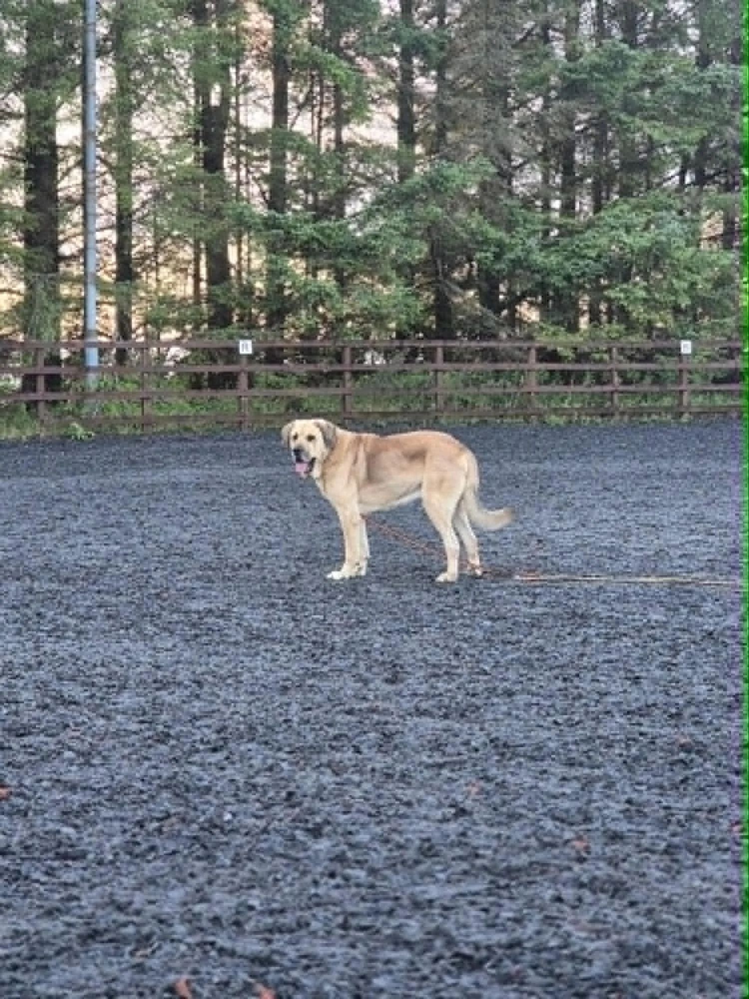 Orlando-Adopt a male Spanish Mastin, Scotland, UK