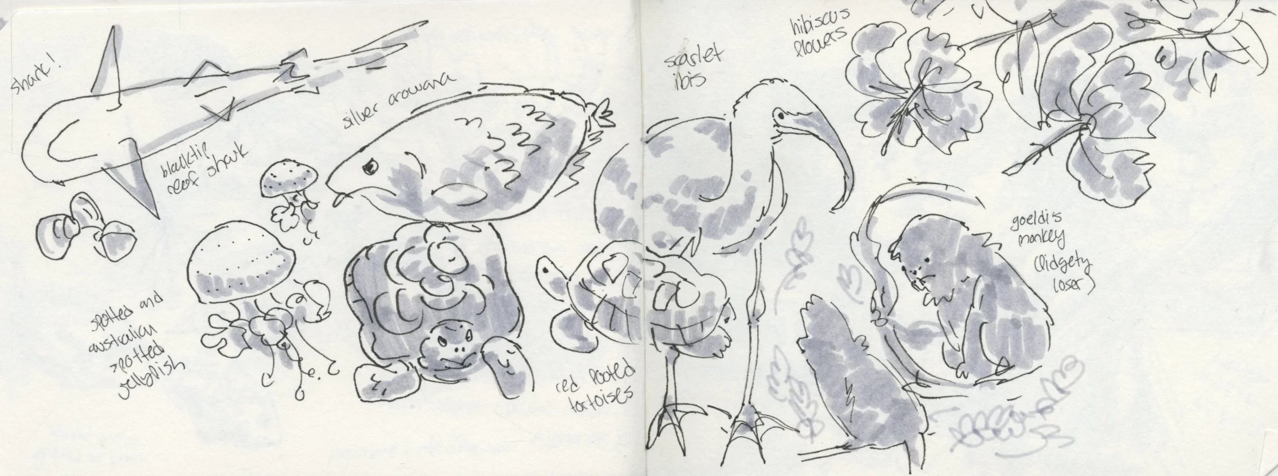 Sketch of various animals and plants with handwritten notes, including a hammerhead shark labeled "shark!", a bluefin seabream, a red-tipped tortoise, a monkey, and branches of hibiscus flowers.