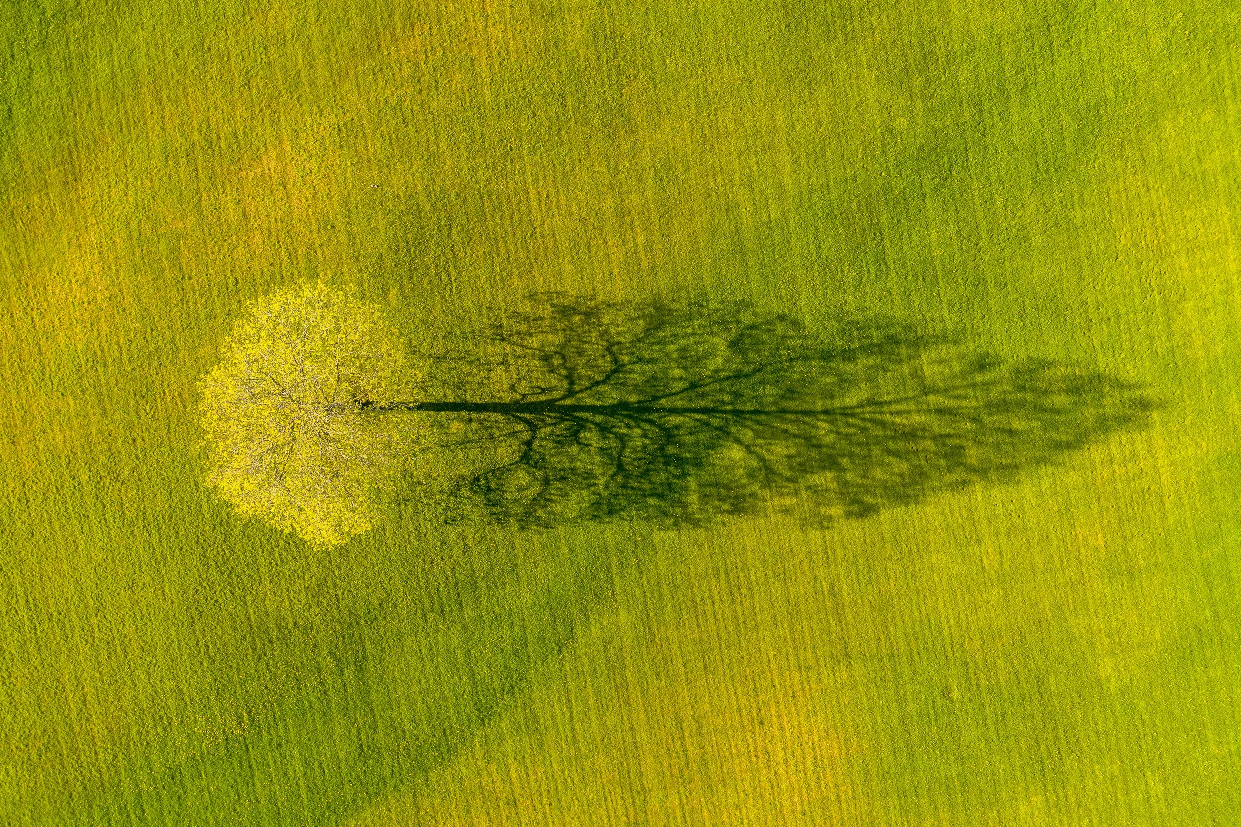 Spring Tree, Weybridge, Vermont