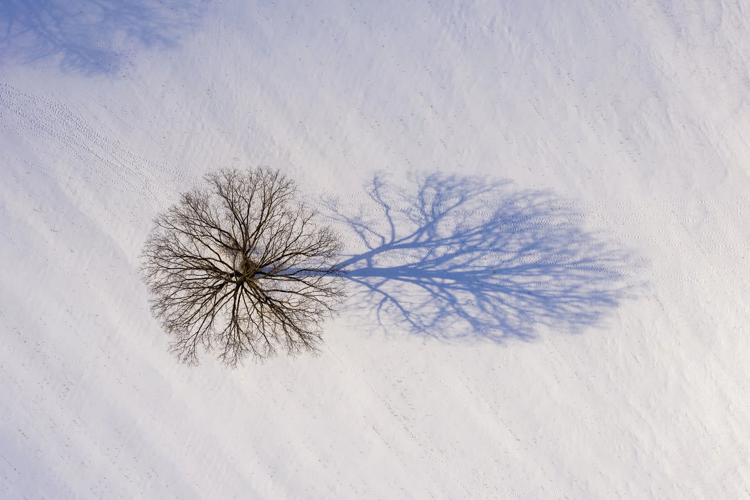 VermontFerrisburghWolfTree-.jpg