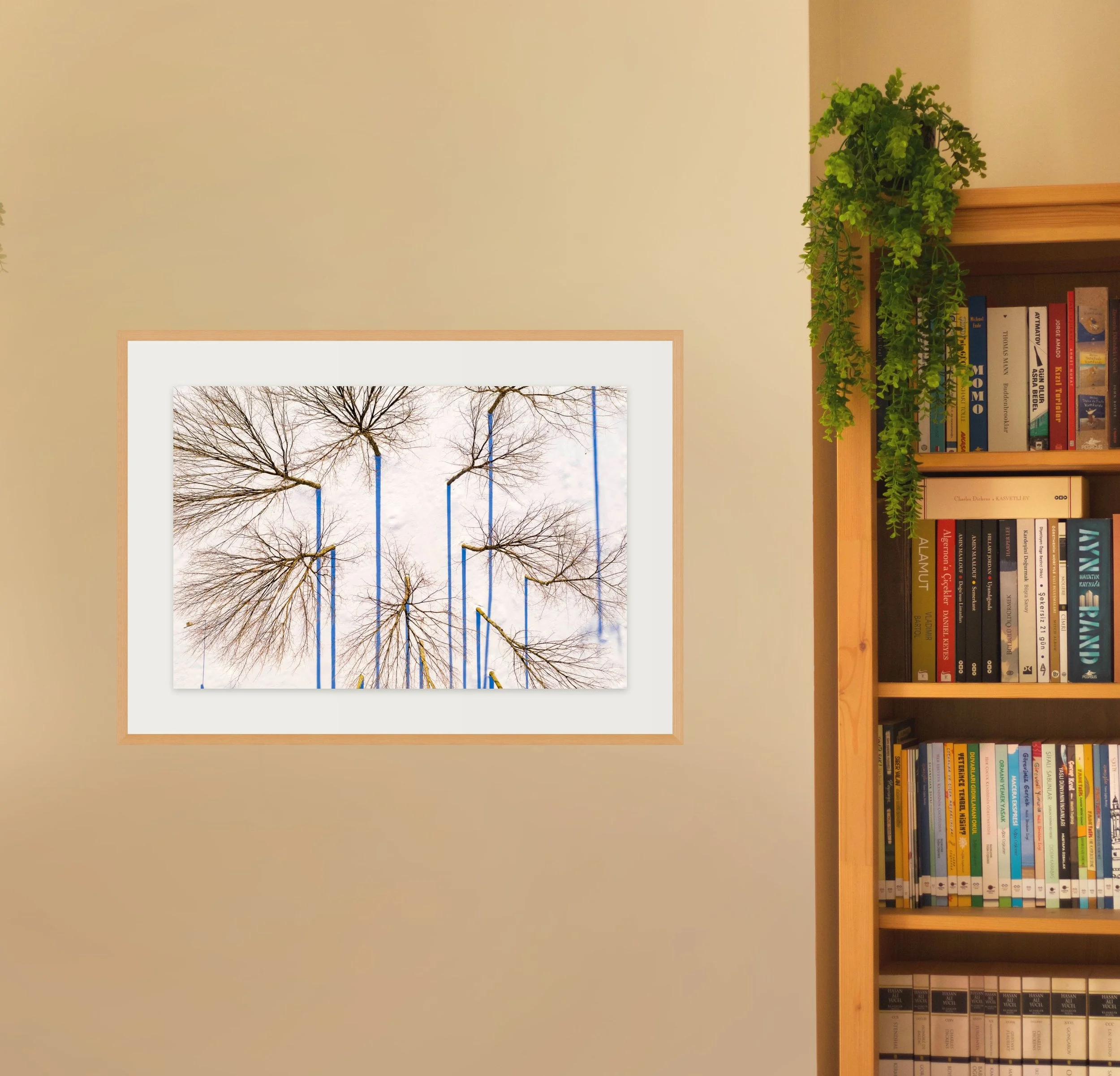 ck book shelves-full.jpg