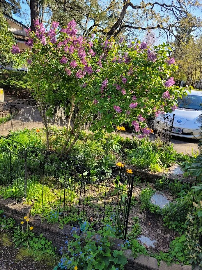 A flowering shrub with purple blossoms in a garden, surrounded by green plants, a small black fence, and nearby parked cars.