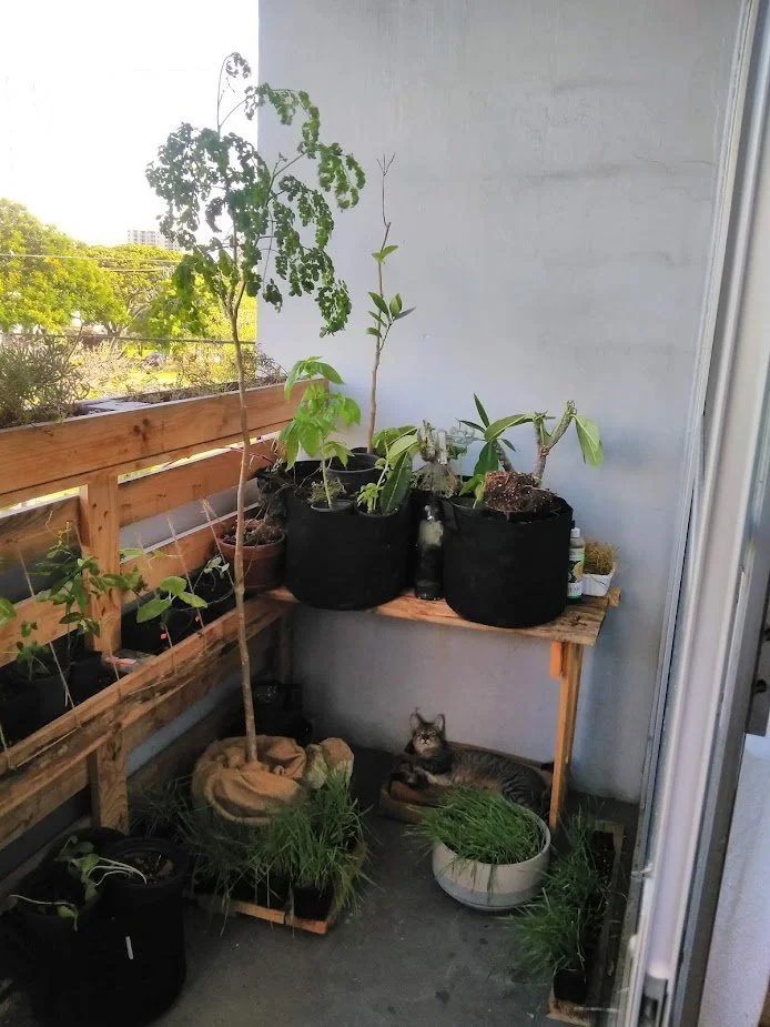 A balcony garden with various potted plants, including a tall thin tree and leafy plants, on a wooden shelf and floor. A striped tabby cat is resting in a small bed on the floor next to the plants.