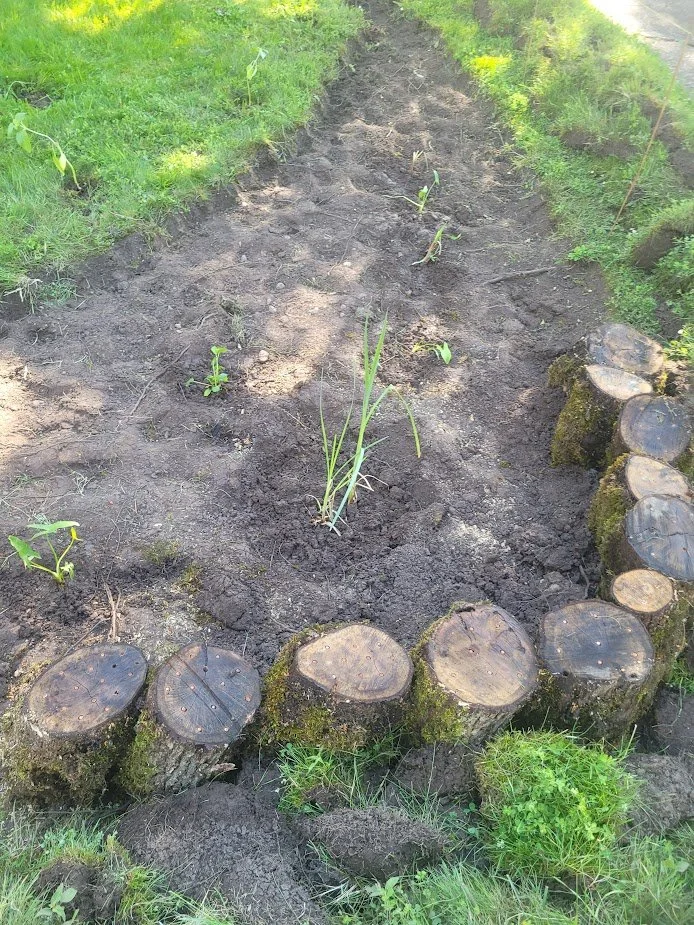 A small garden bed bordered by cut logs, with young plants growing in the soil, surrounded by green grass.