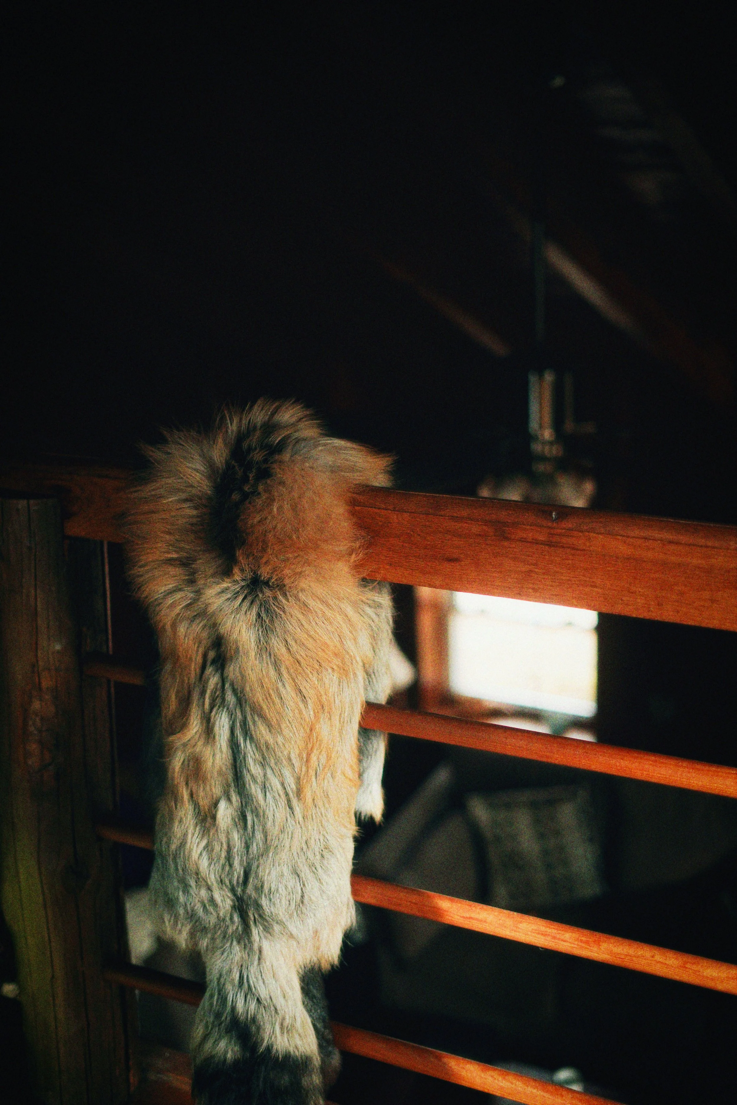 DSC00292_Afterlight.JPEG