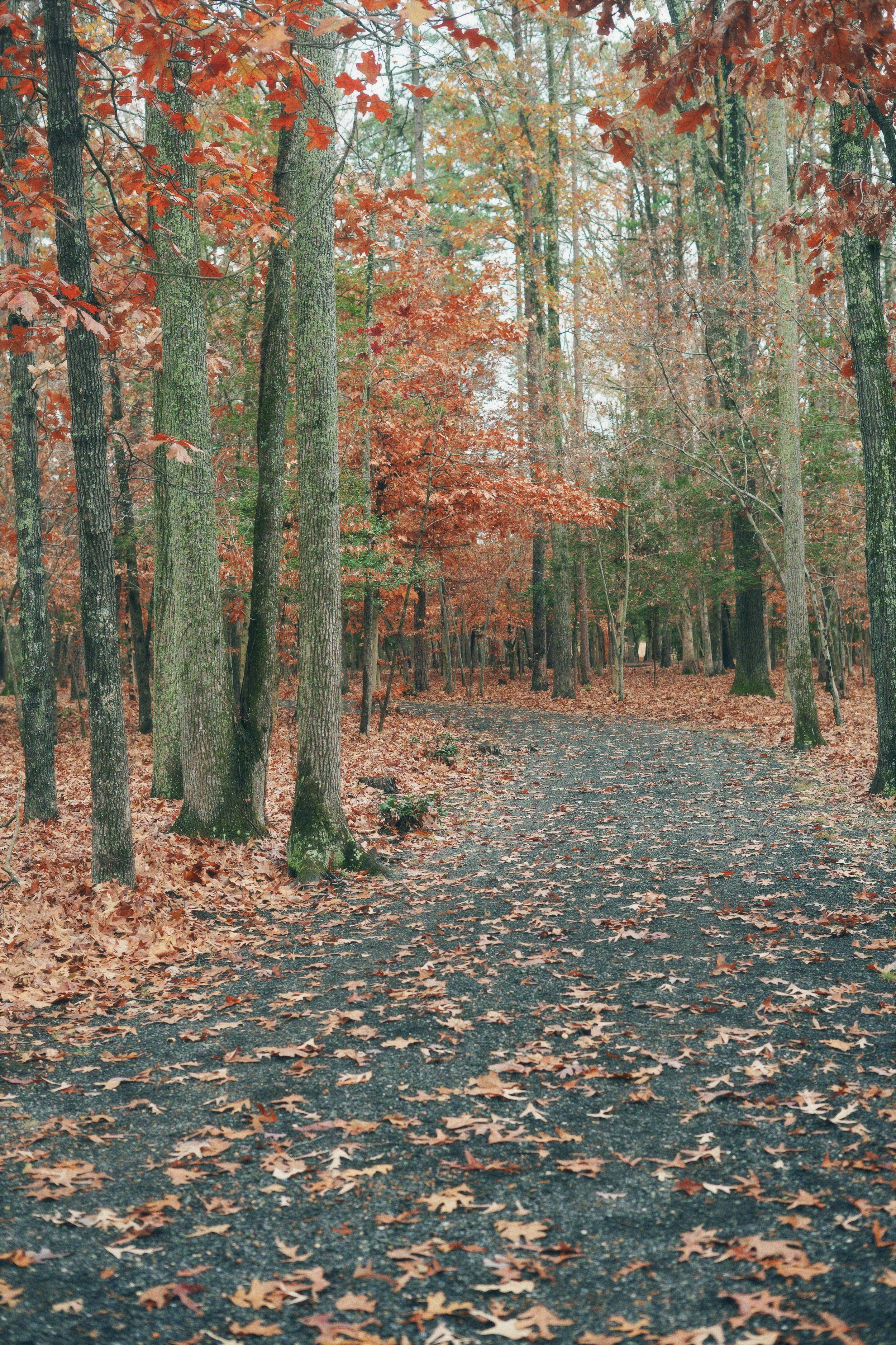 DSC00217_Afterlight.JPEG