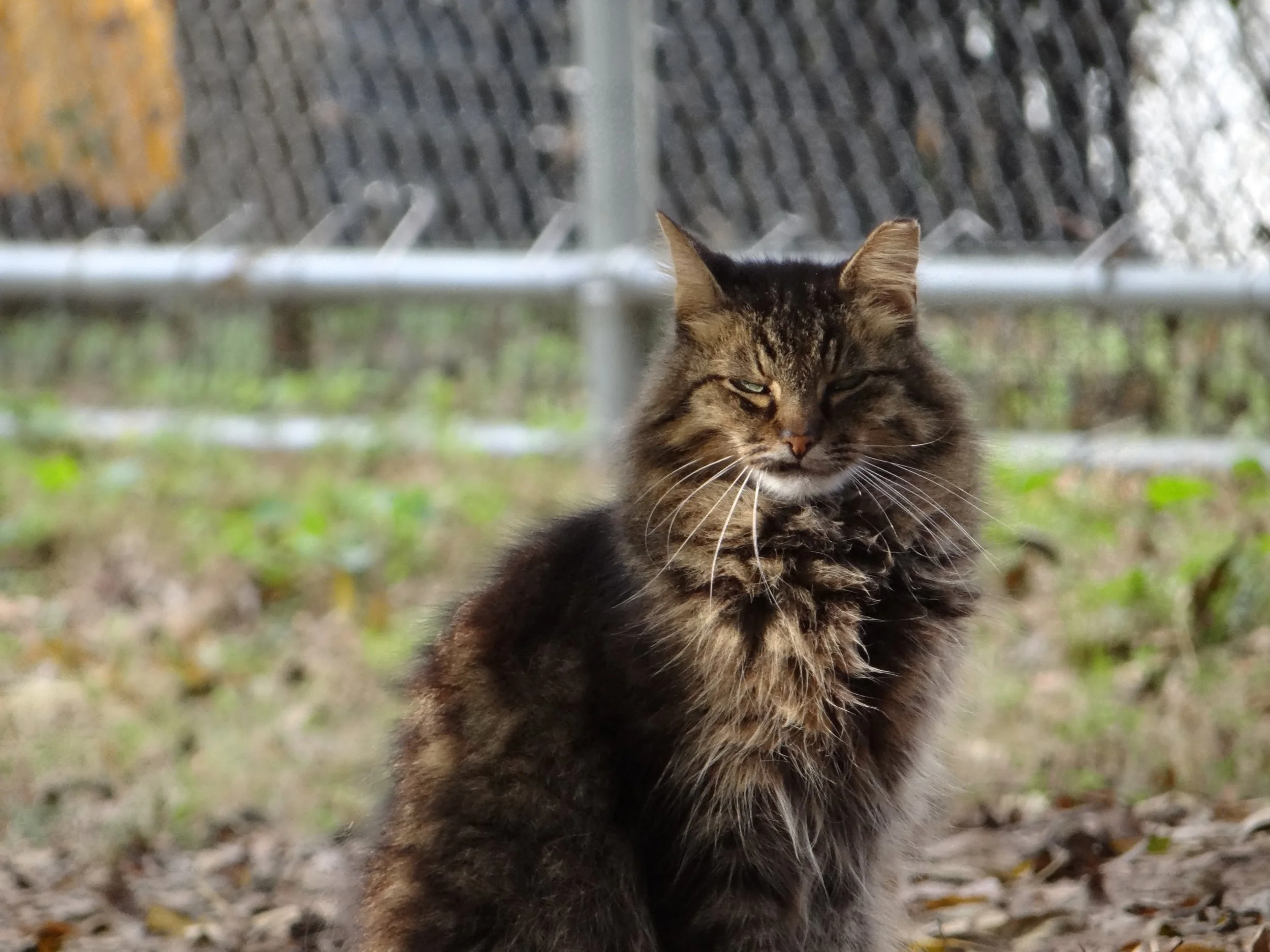 Close-up of a tabby cat with green eyes sitting outdoors in front of a chain-link fence.