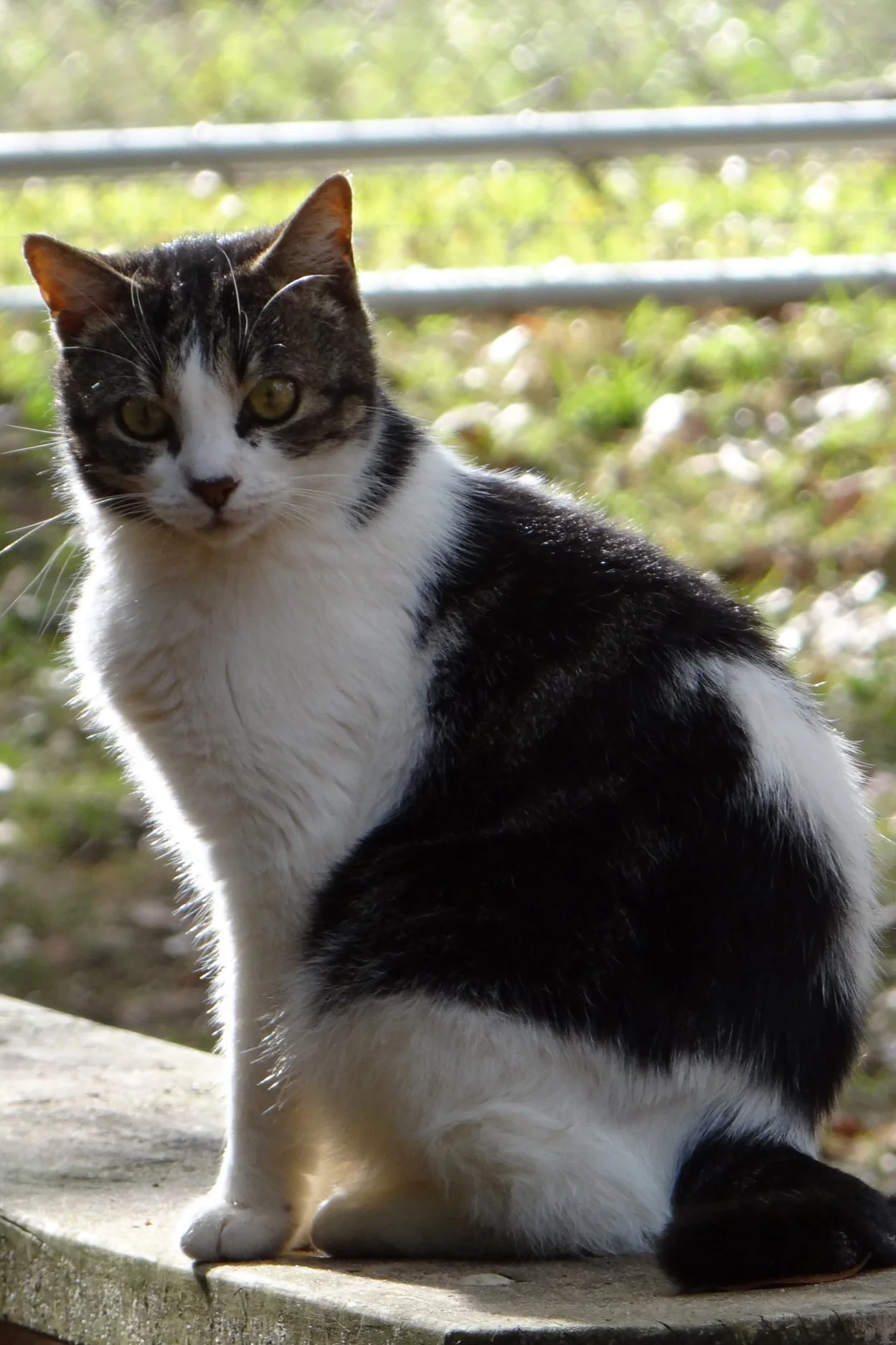 A black and white cat sitting outdoors on a concrete surface with a blurred green background and metal railing.