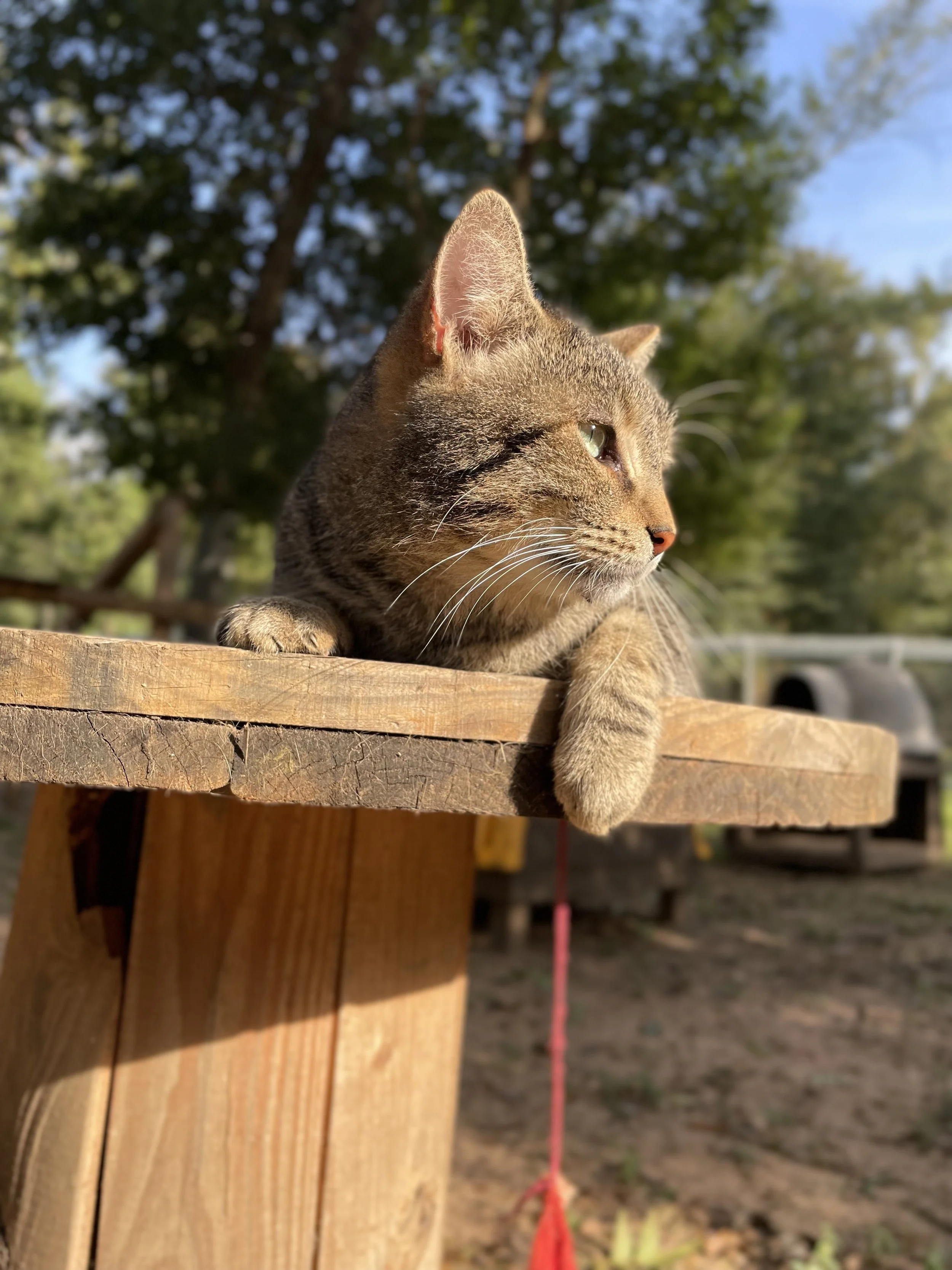 A close-up of a tabby cat resting on a wooden surface outdoors with trees and blue sky in the background.