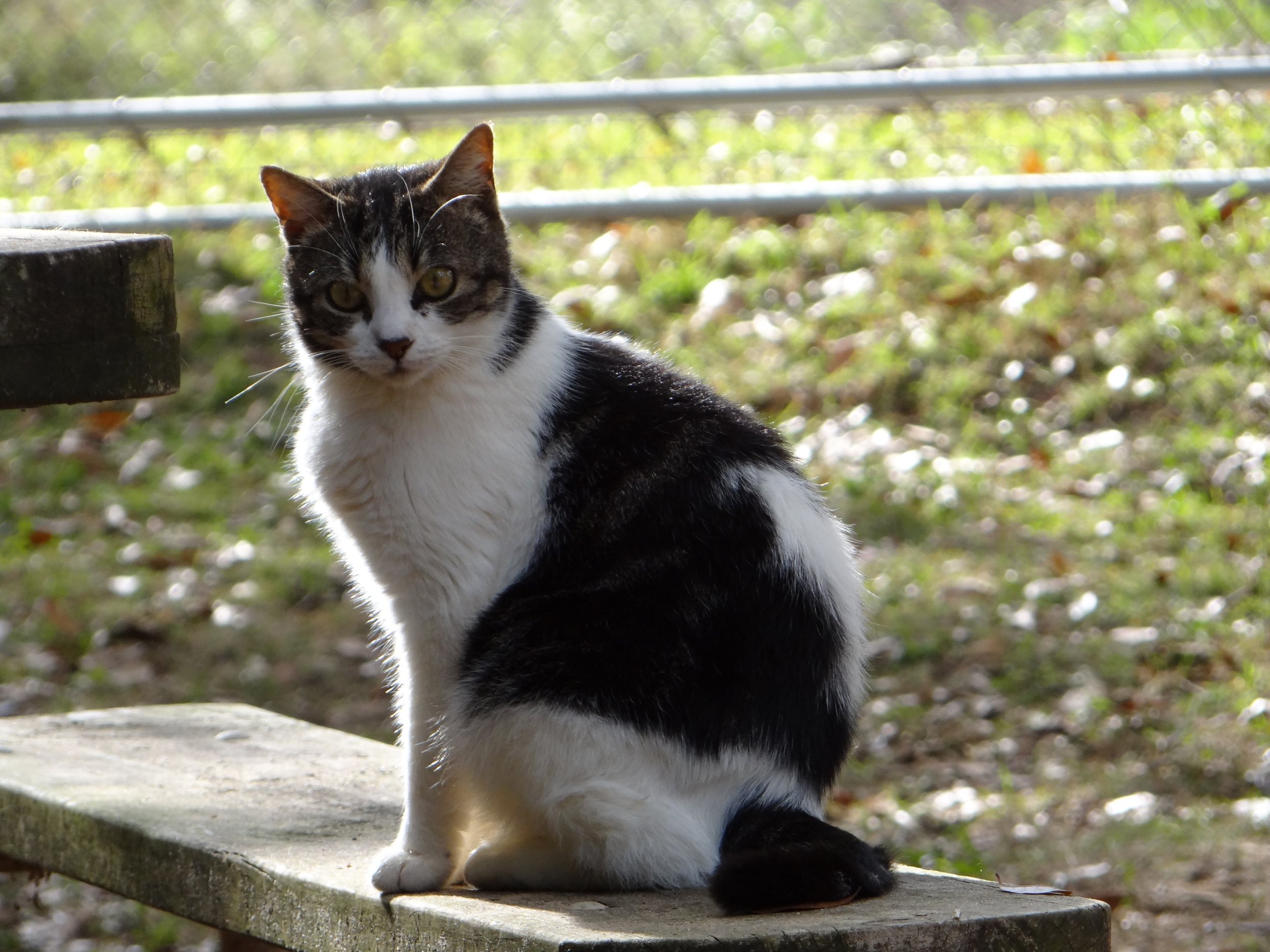 Understanding Feral Cat Intake