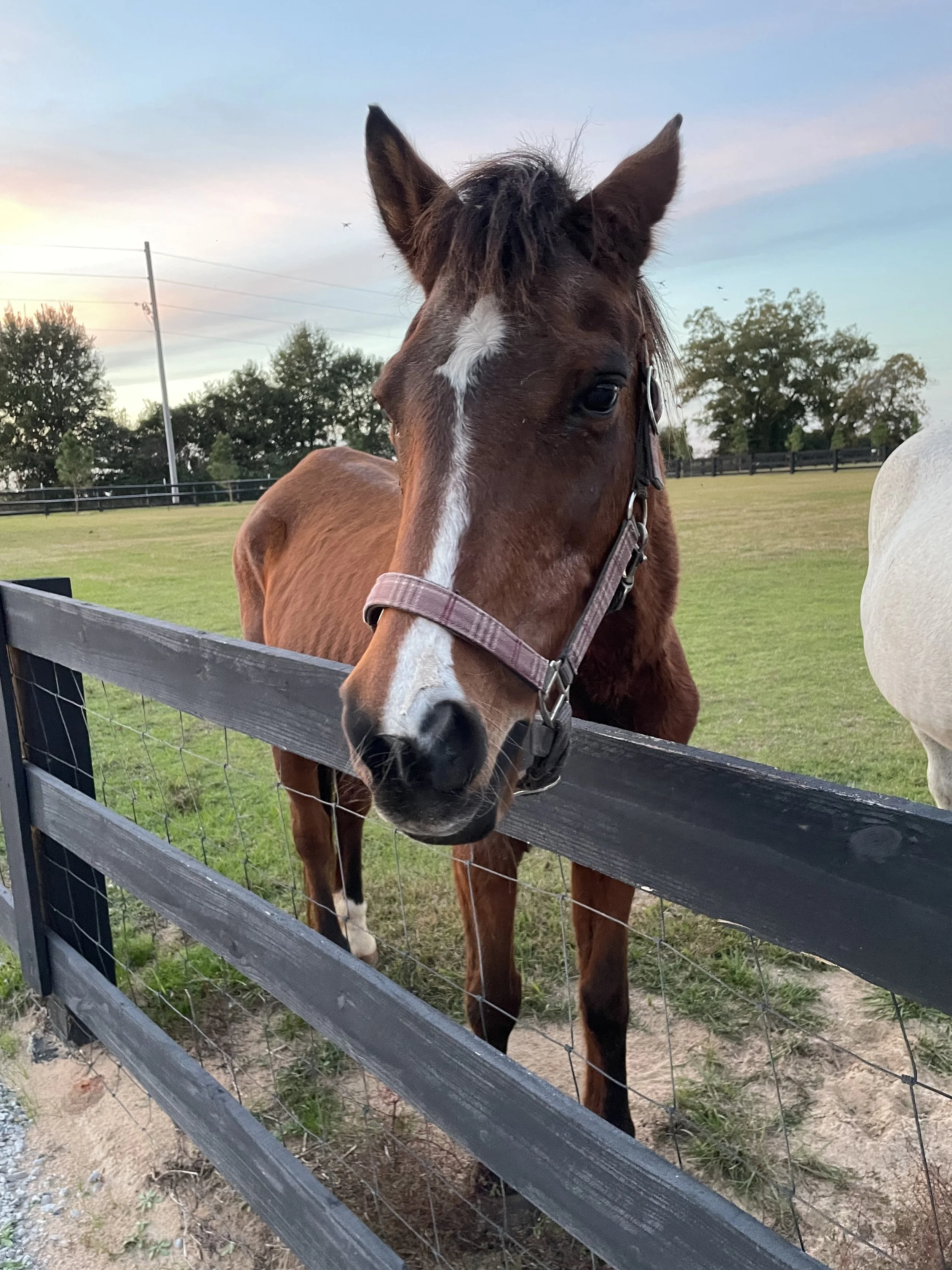 Meet the Critters: The Heart Behind Our Sanctuary’s Name