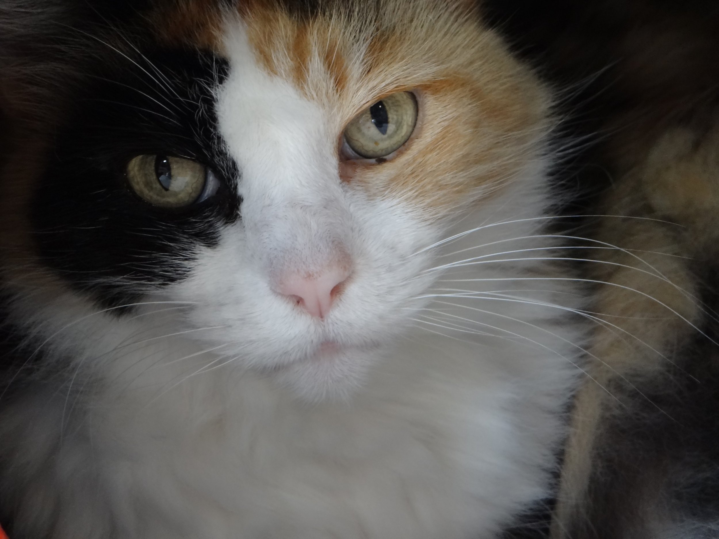 Hot Weather Cat Safety: How to Keep Cats Safe in Extreme Heat