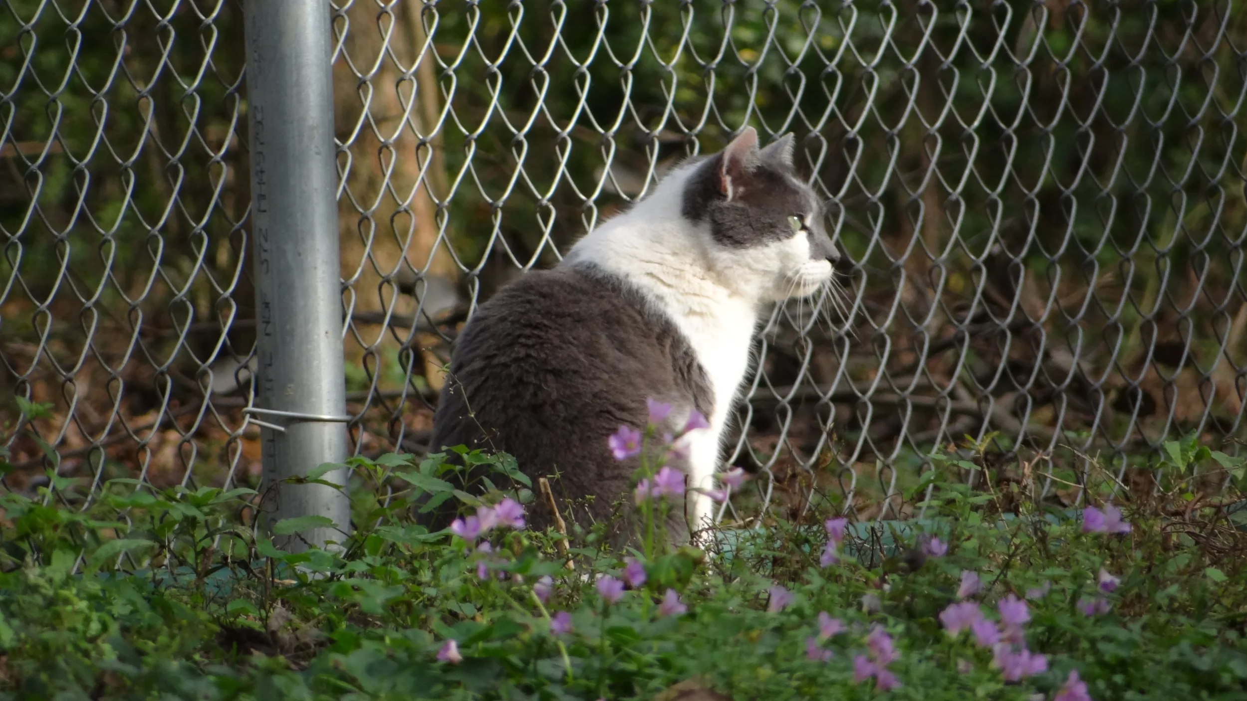 A black and white cat sitting on the ground near a chain-link fence, surrounded by green plants and purple flowers, looking to the right.