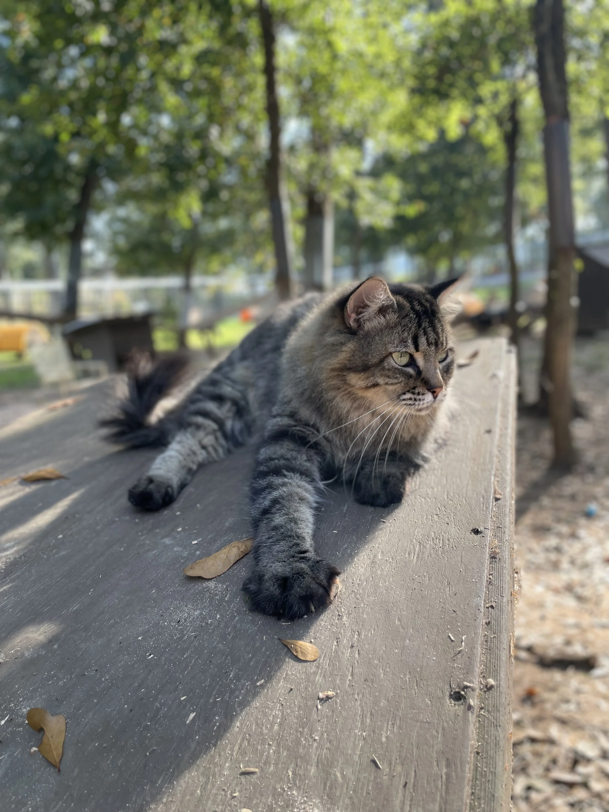 A gray tabby cat lying on a wooden bench outdoors with a background of green trees and sunlight.