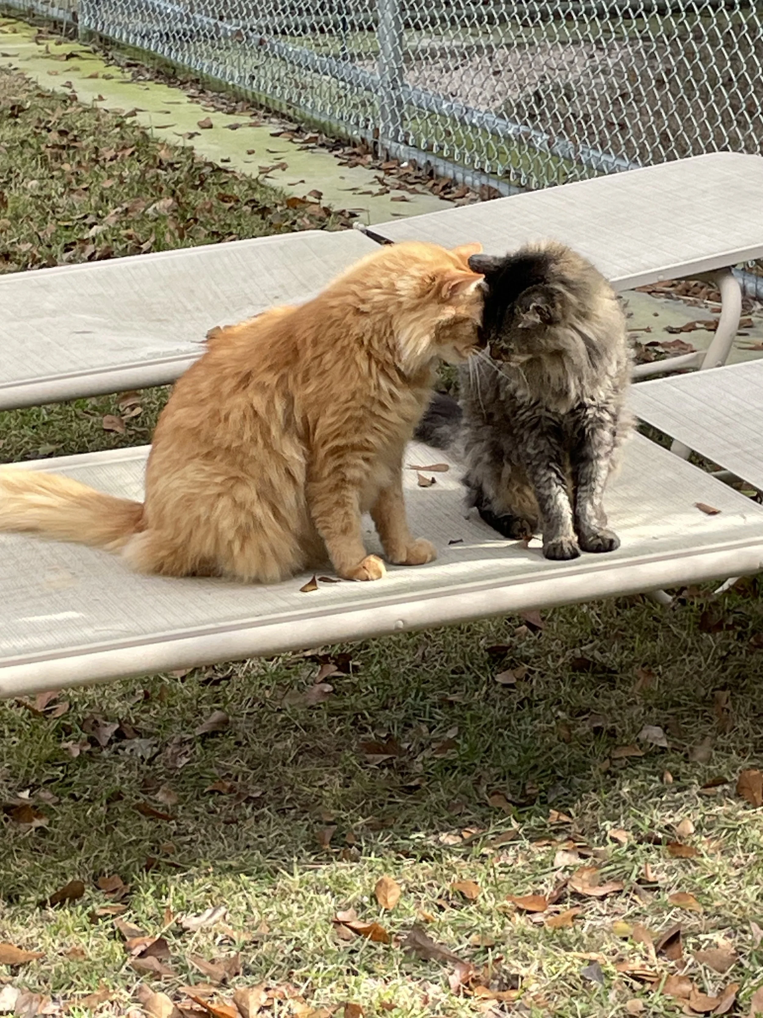 Two fluffy cats, one orange and one gray with black, are sitting on a beige outdoor lounge chair, touching heads. They are surrounded by dry leaves and grass, with a chain-link fence in the background.