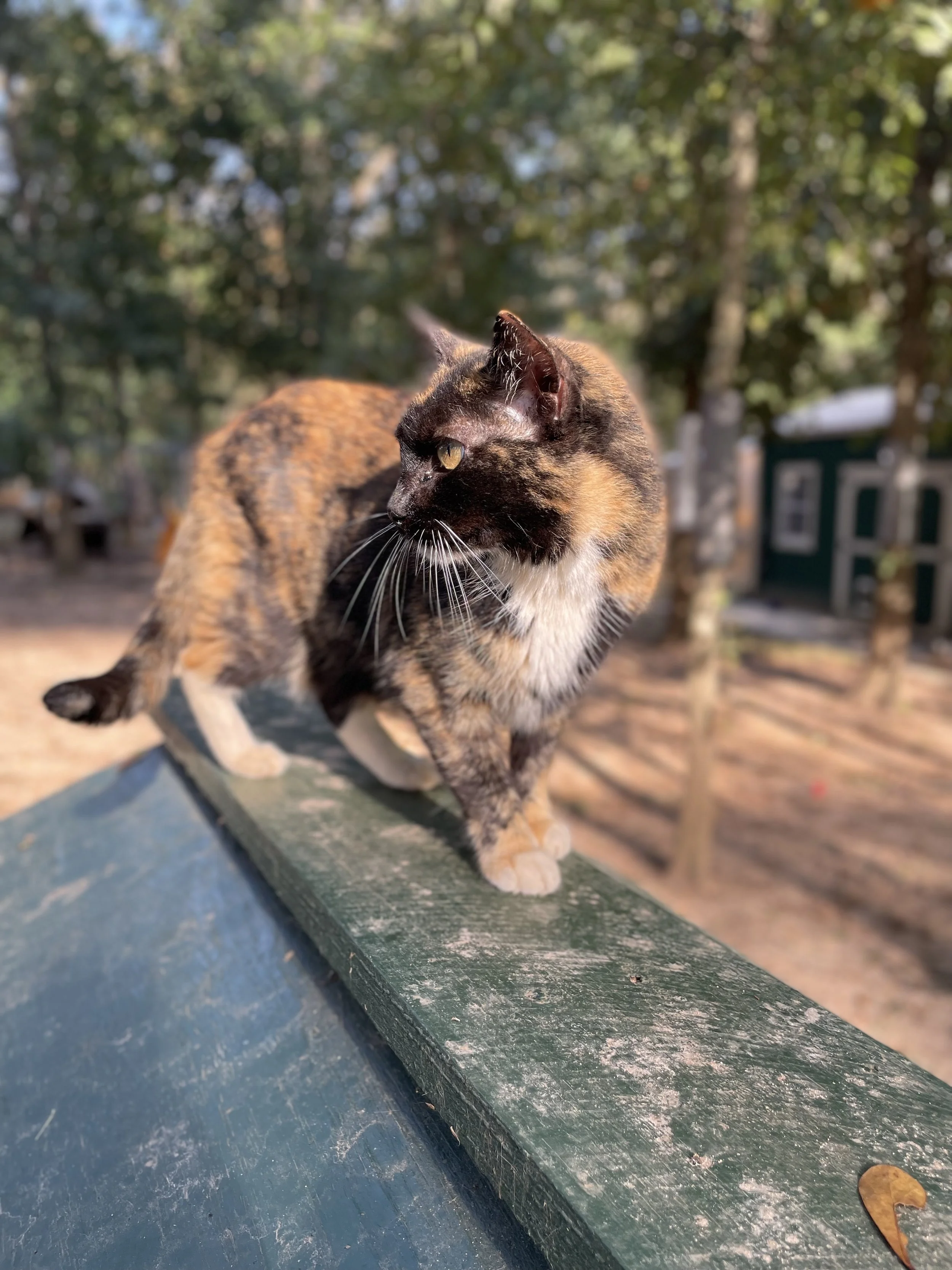 A tortoiseshell cat with yellow eyes walking on a green wooden bench outdoors surrounded by trees and blurred background.