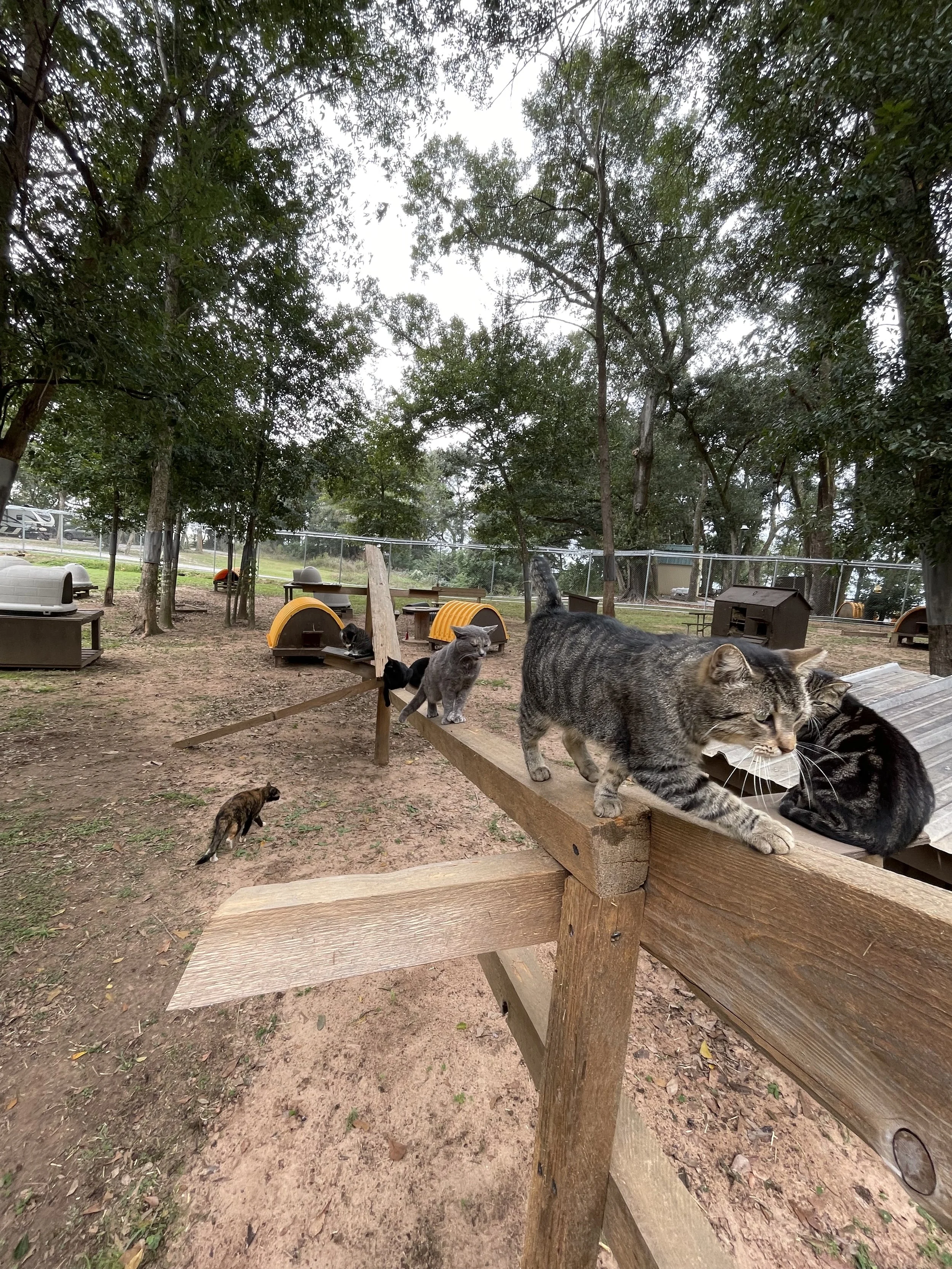 Multiple cats outdoors on a wooden platform in a park or yard, with trees and a fence in the background.