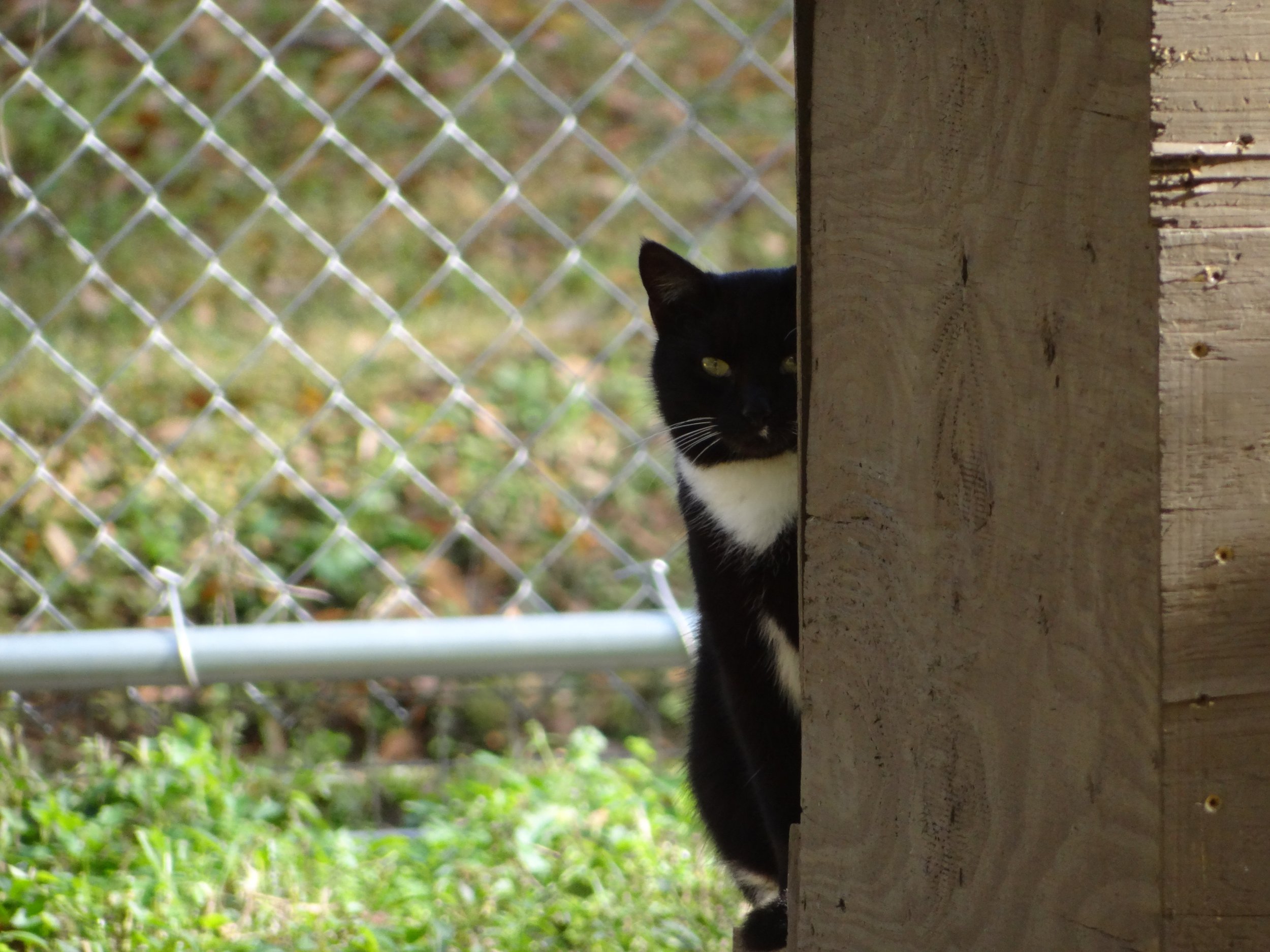 A black and white cat peeking over a wooden surface with a chain link fence in the background.