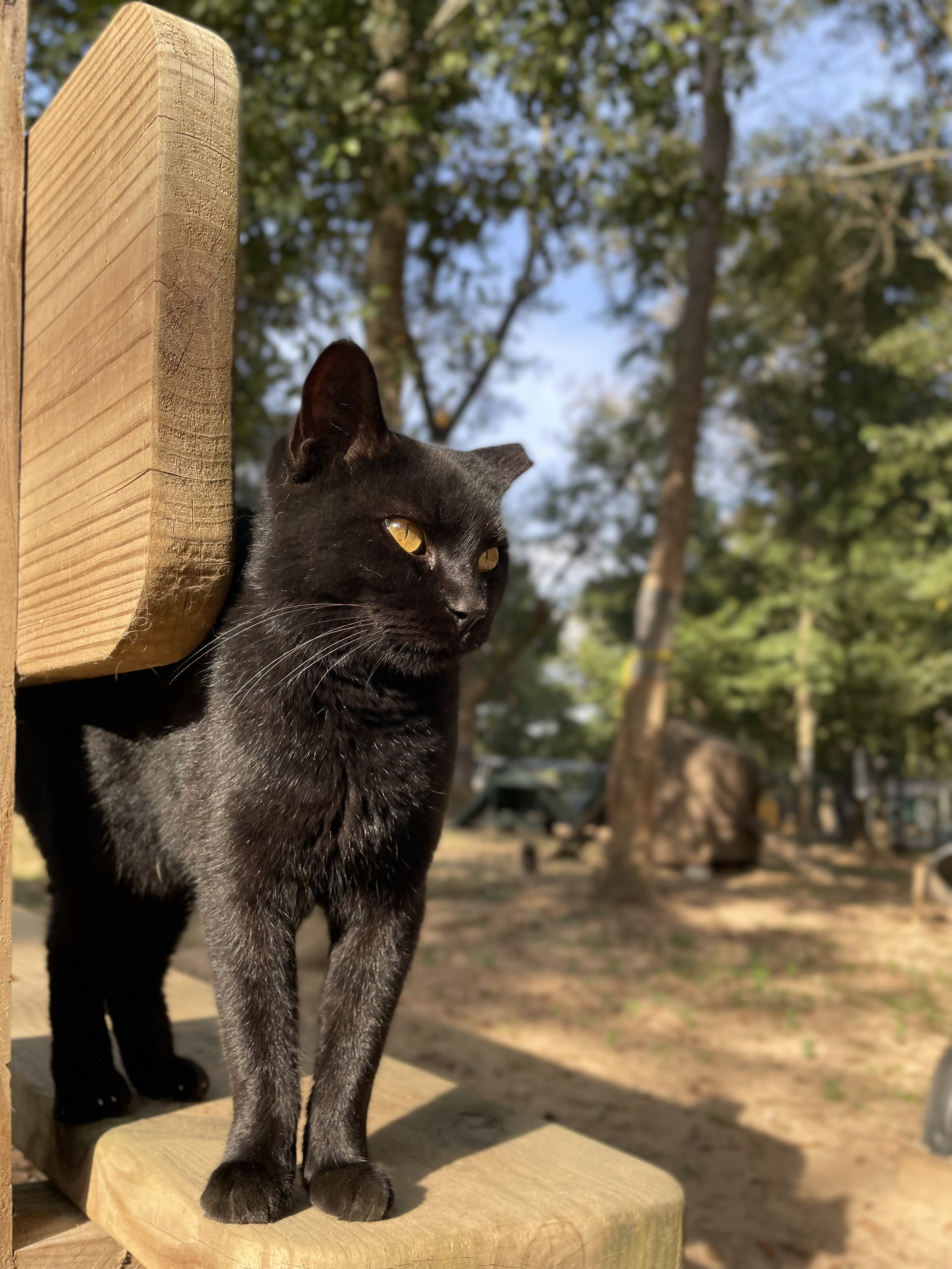 A black cat with yellow eyes standing on a wooden platform outdoors with trees and blue sky in the background.