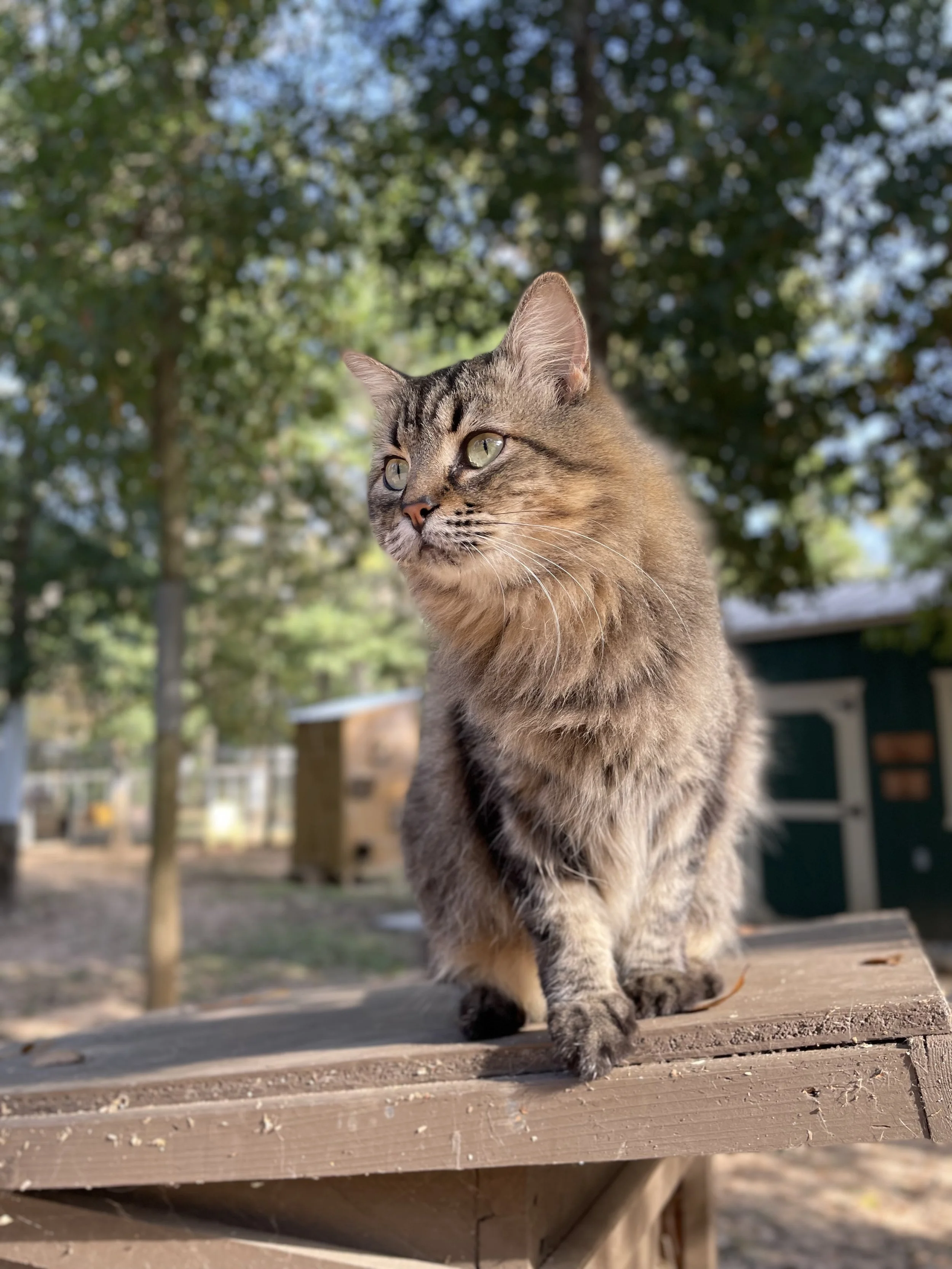 A tabby cat standing on a wooden surface outdoors with green trees blurred in the background.