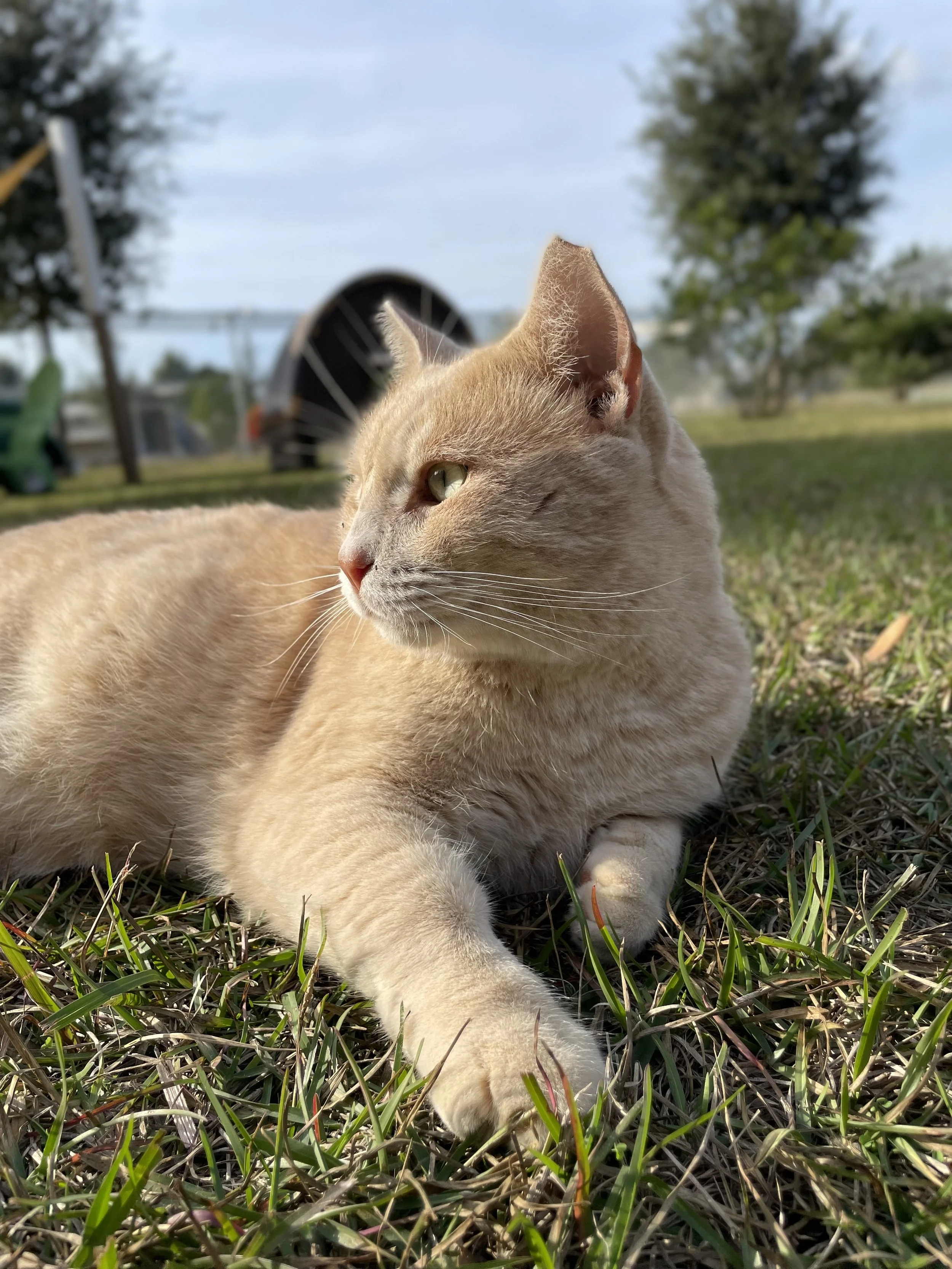 A light orange tabby cat lying on grass with trees and a blue sky in the background, looking to the side.