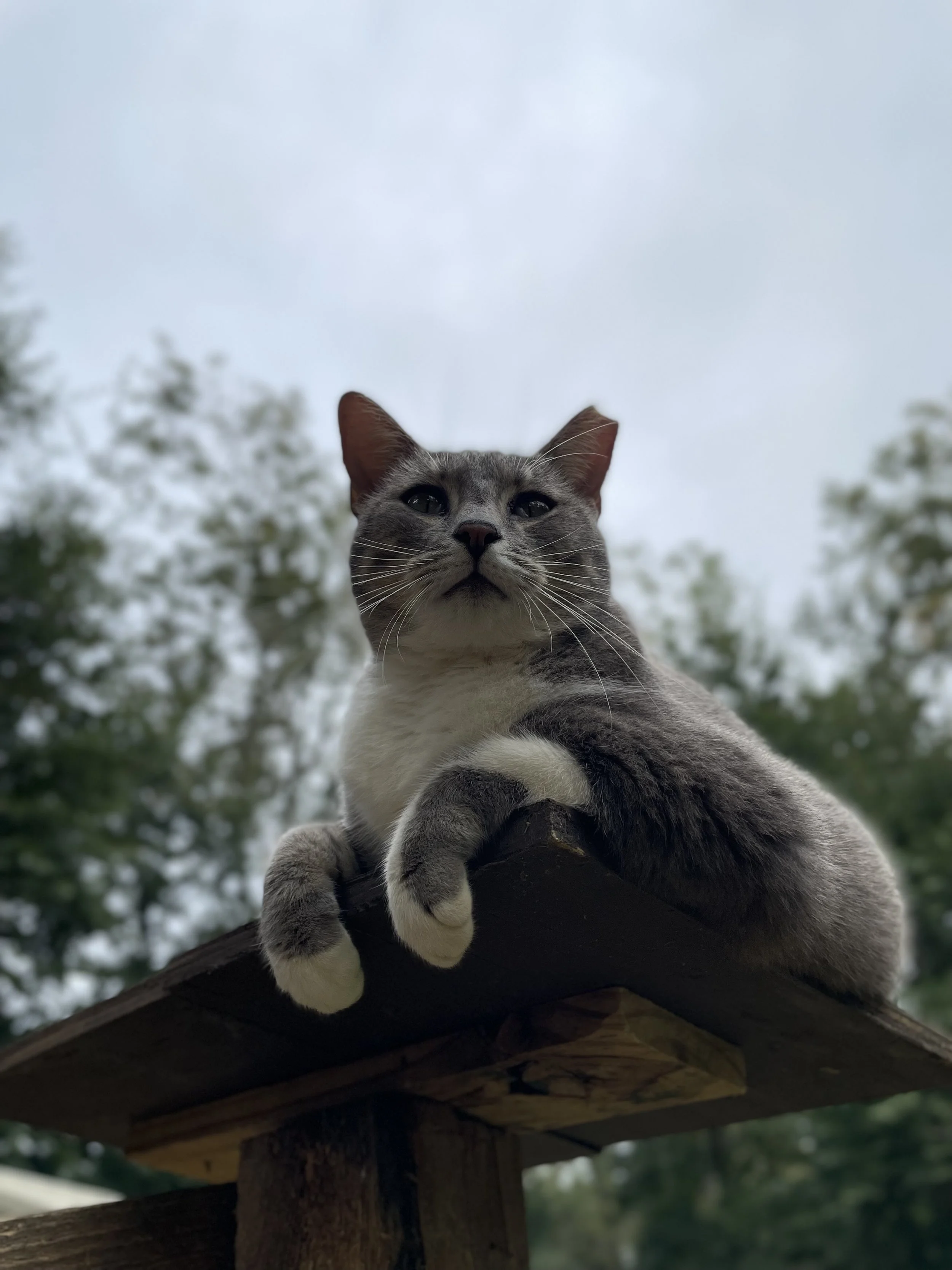 A gray and white cat with green eyes looking down at the camera from a wooden perch outdoors with a cloudy sky and trees in the background.